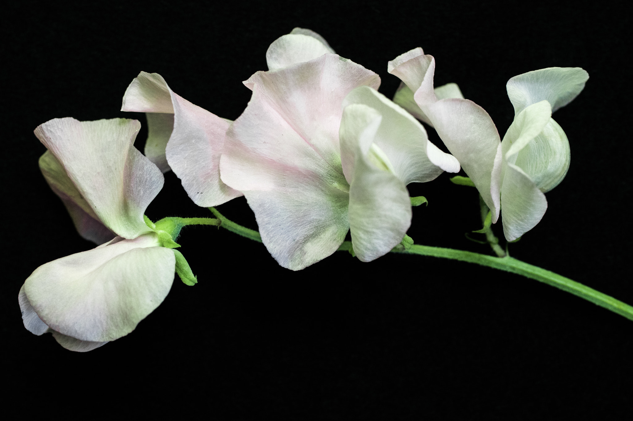 Pentax K-3 + smc PENTAX-FA Macro 50mm F2.8 sample photo. Sweet pea  photography