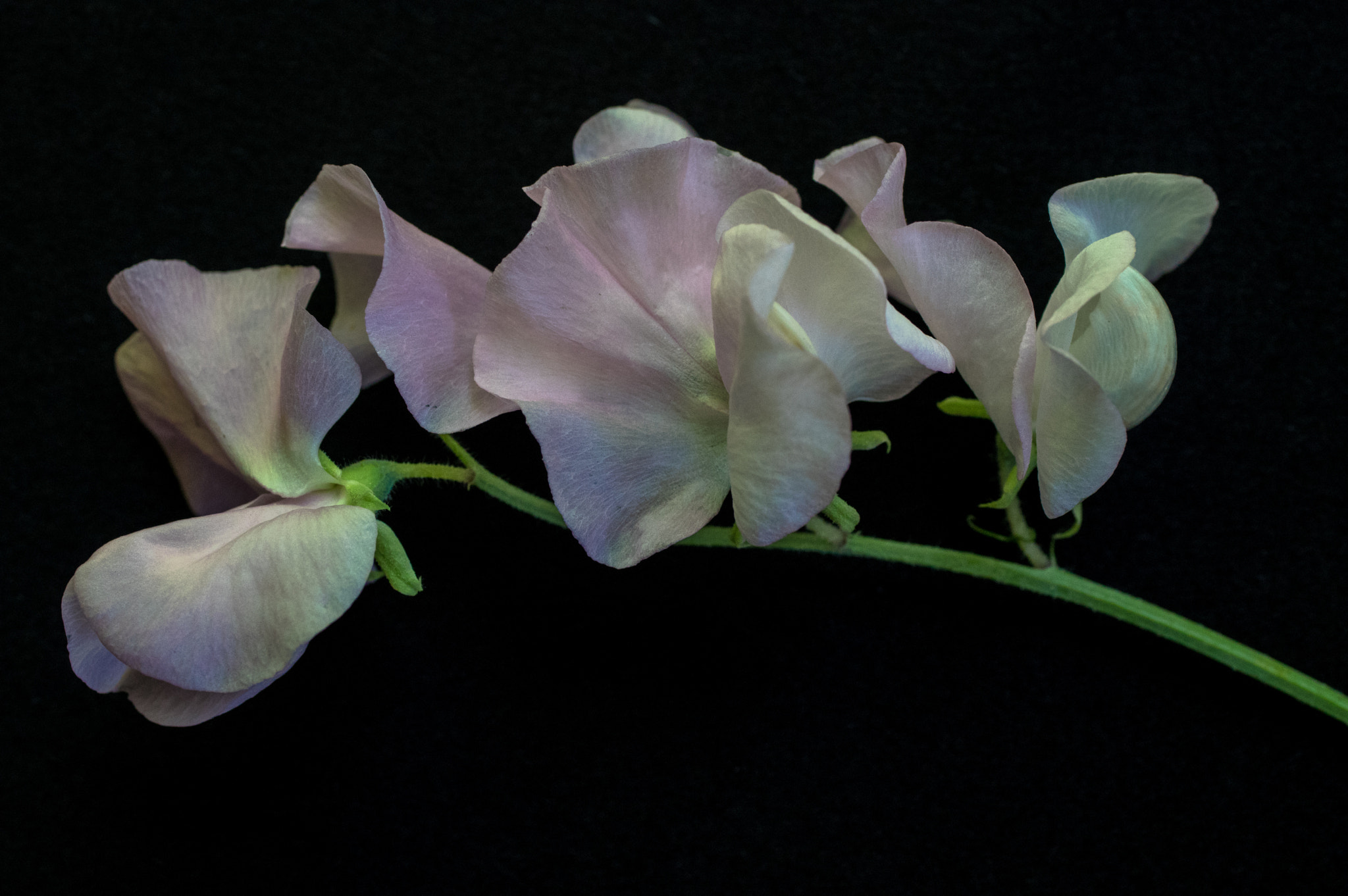 Pentax K-3 + smc PENTAX-FA Macro 50mm F2.8 sample photo. Sweet pea 2 photography