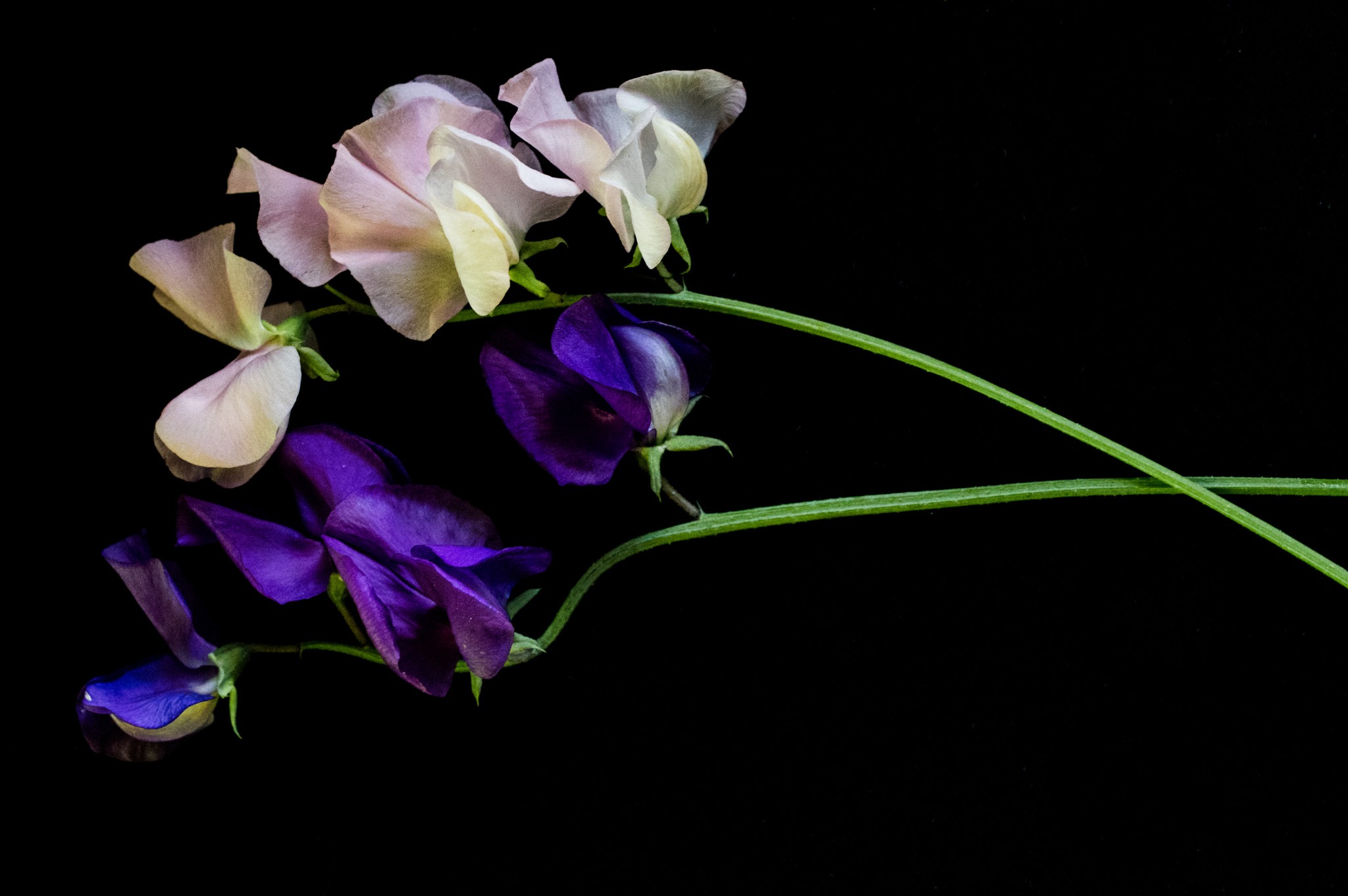 Pentax K-3 + smc PENTAX-FA Macro 50mm F2.8 sample photo. Dual purple and white photography