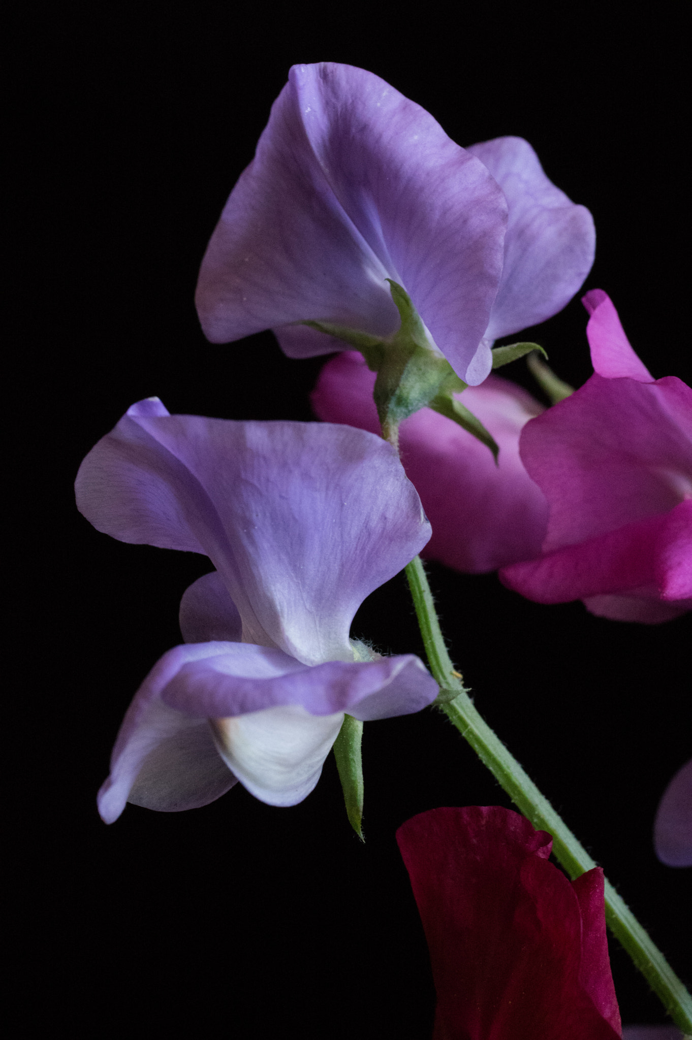 Pentax K-3 + smc PENTAX-FA Macro 50mm F2.8 sample photo. Sweet peas photography