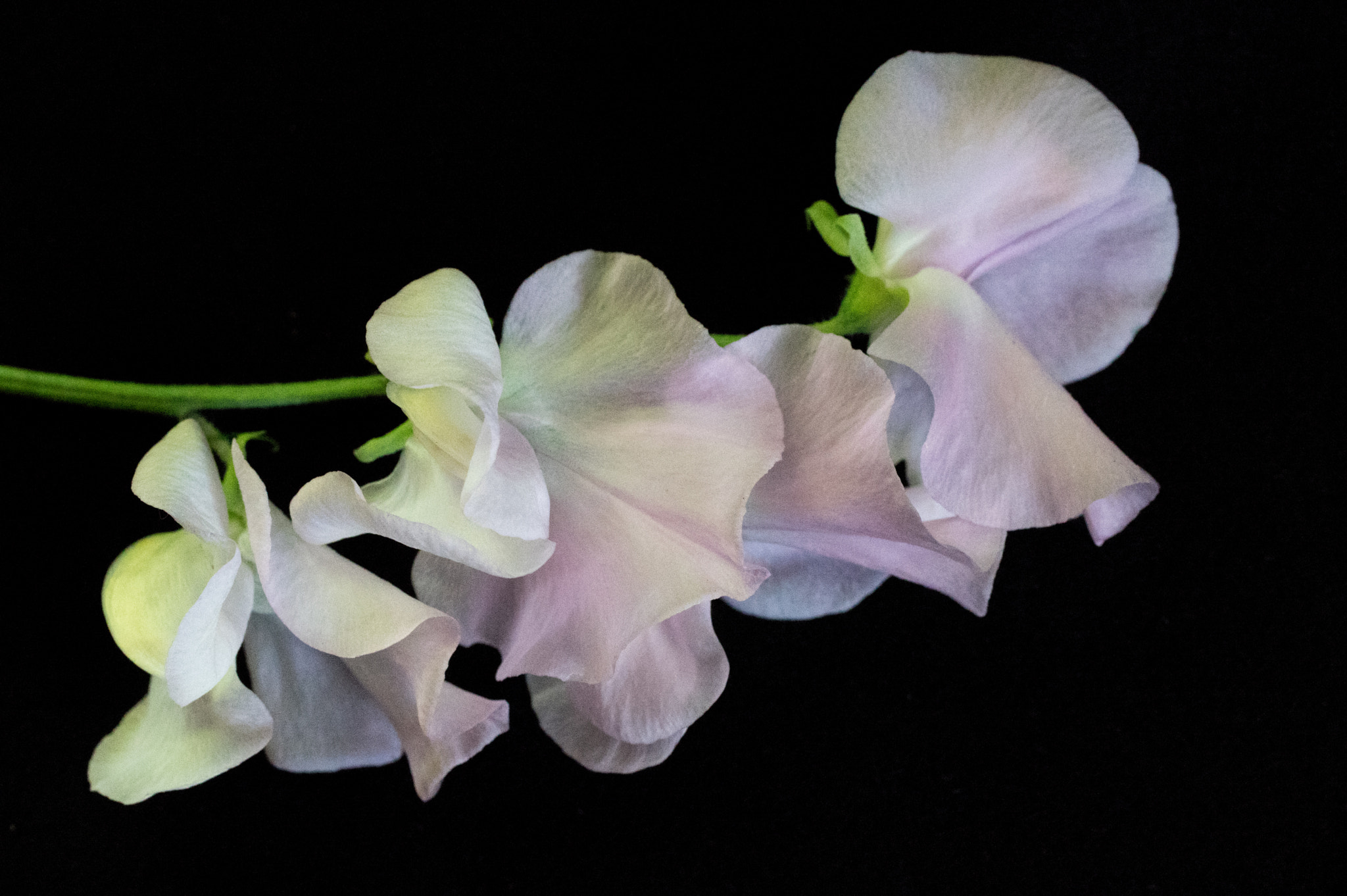 Pentax K-3 + smc PENTAX-FA Macro 50mm F2.8 sample photo. Sweet peas in vase photography