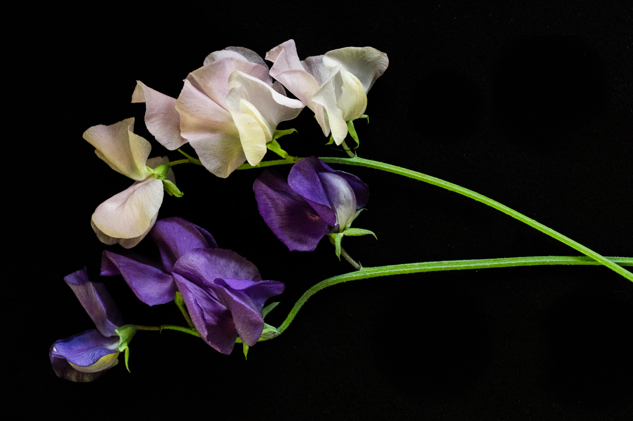 Pentax K-3 + smc PENTAX-FA Macro 50mm F2.8 sample photo. Sweet peas  photography
