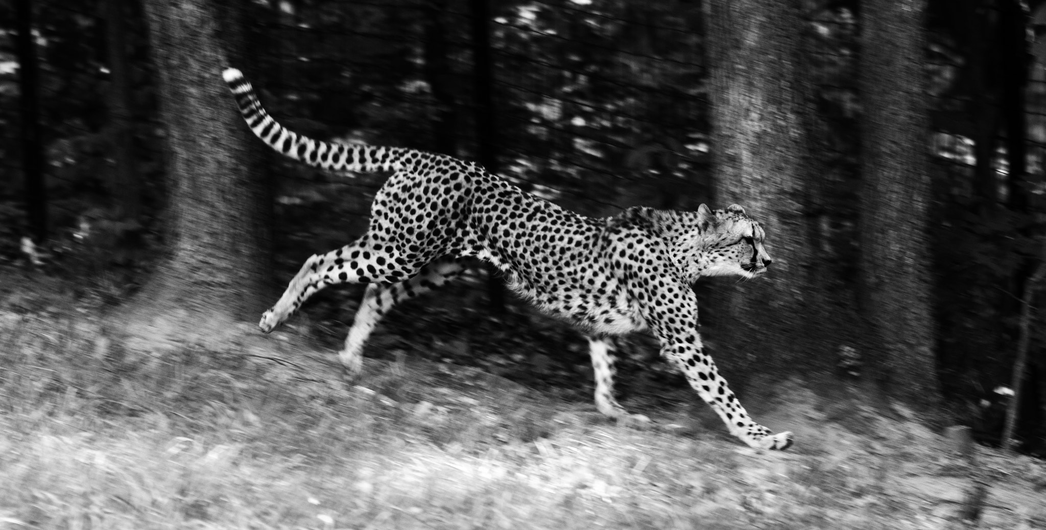Nikon D7100 + AF Nikkor 180mm f/2.8 IF-ED sample photo. On the prowl photography