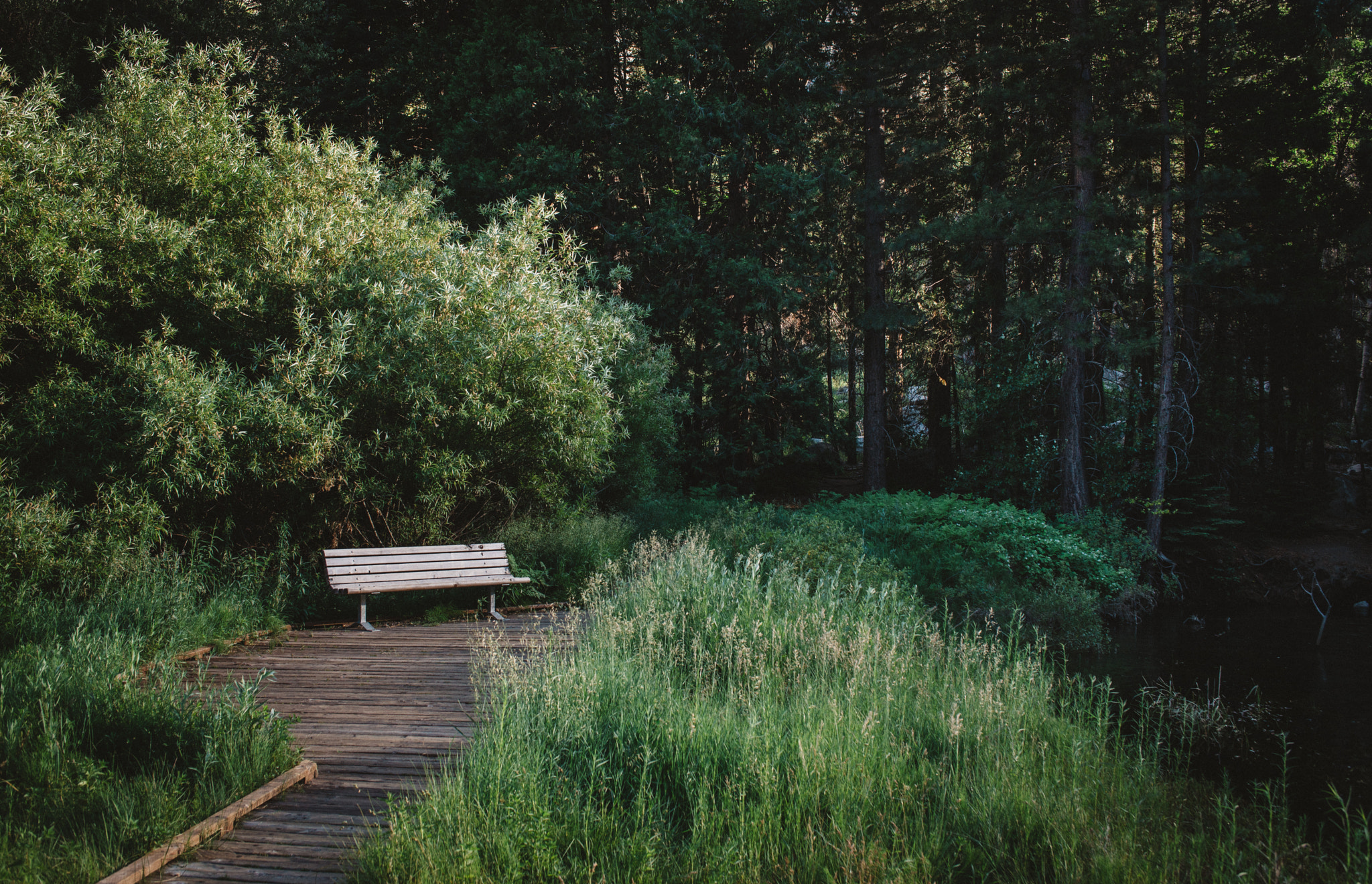 Nikon D800 + AF Zoom-Nikkor 35-70mm f/2.8 sample photo. Bench, zumwalt meadows in kings canyon national park photography