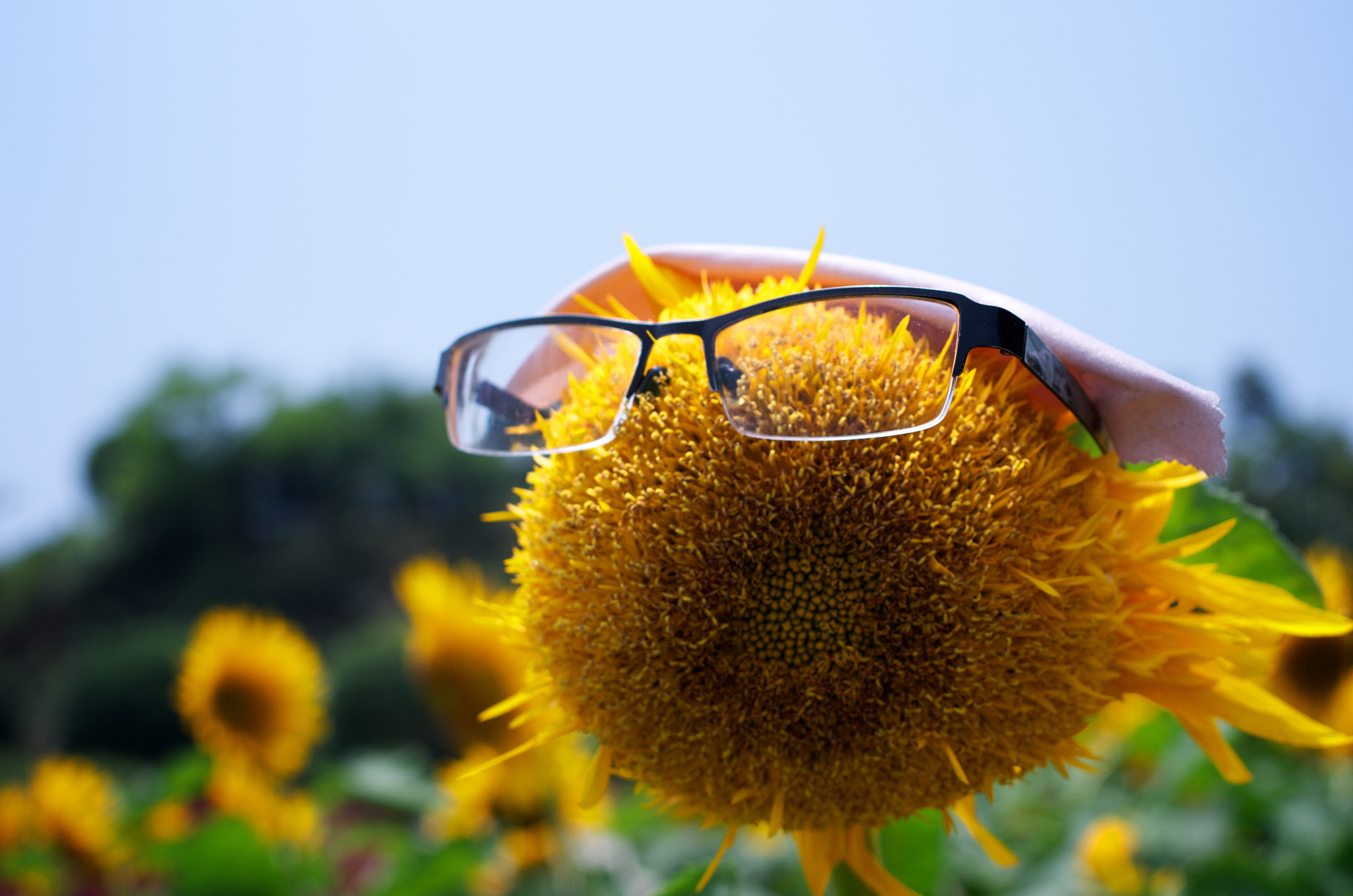 Pentax K-5 + Pentax smc DA 35mm F2.4 AL sample photo. Happy sunflowers photography