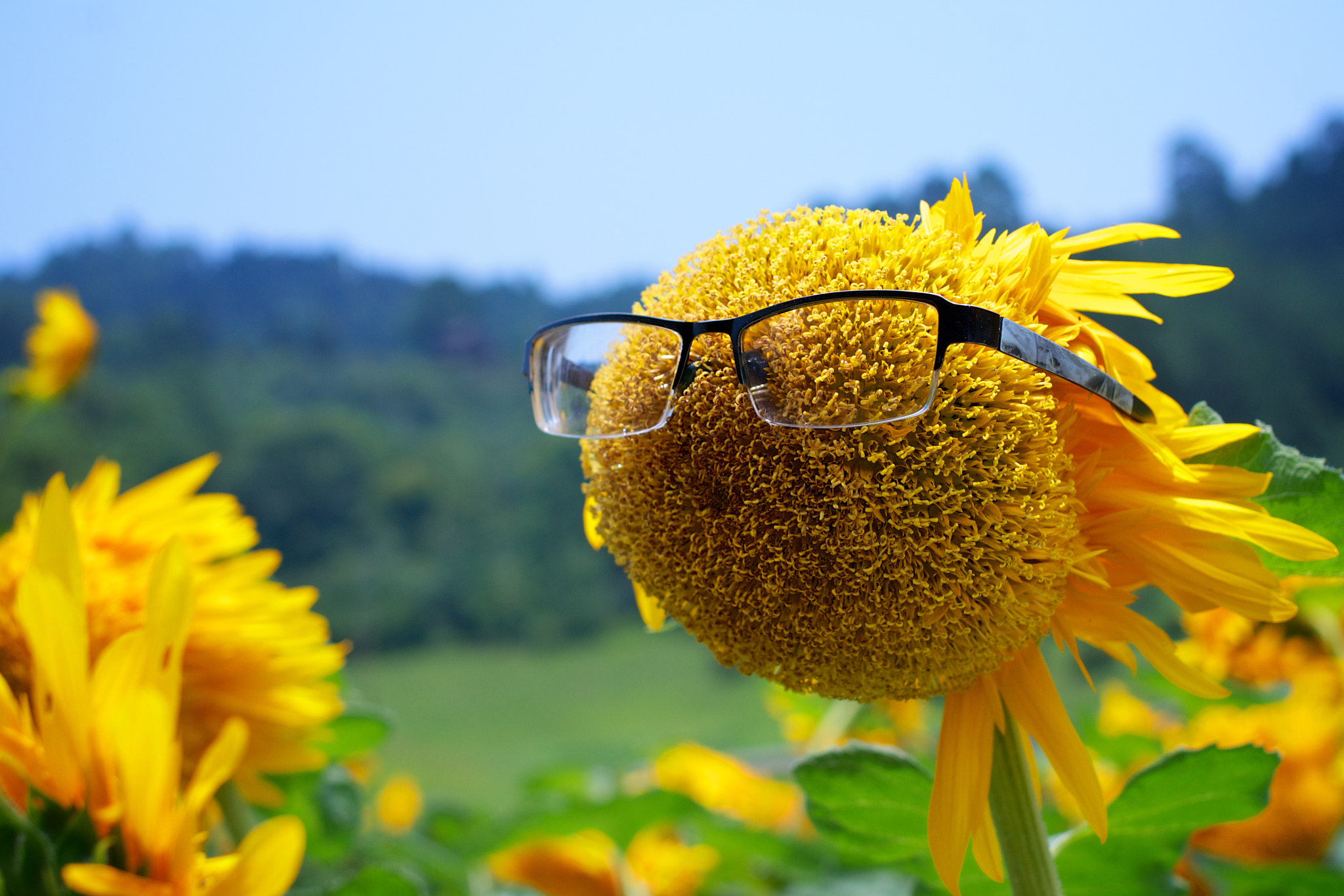 Pentax K-5 + Pentax smc DA 35mm F2.4 AL sample photo. Happy sunflowers photography