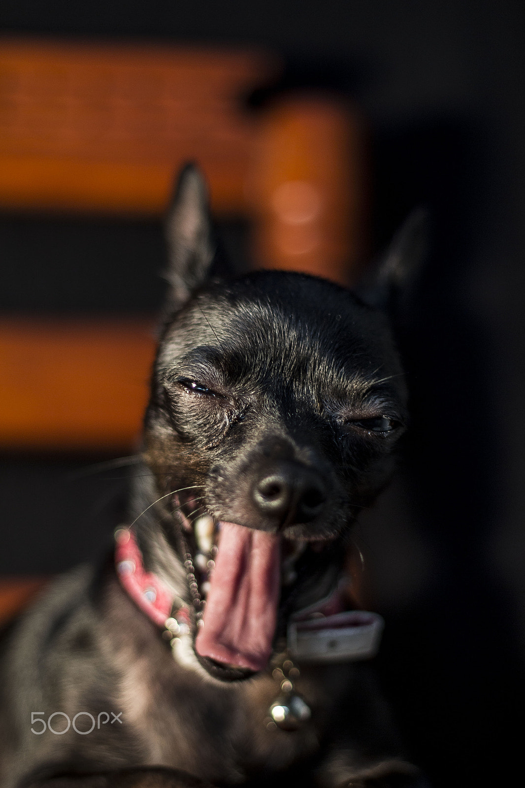Canon EOS 700D (EOS Rebel T5i / EOS Kiss X7i) + Canon EF 50mm F1.8 II sample photo. Diana photography
