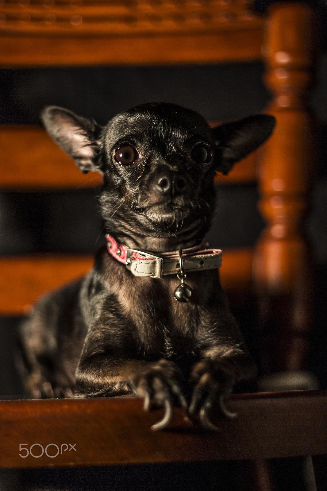 Canon EOS 700D (EOS Rebel T5i / EOS Kiss X7i) + Canon EF 50mm F1.8 II sample photo. Diana photography