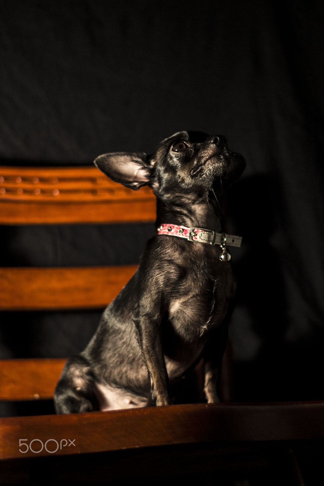 Canon EOS 700D (EOS Rebel T5i / EOS Kiss X7i) + Canon EF 50mm F1.8 II sample photo. Diana photography