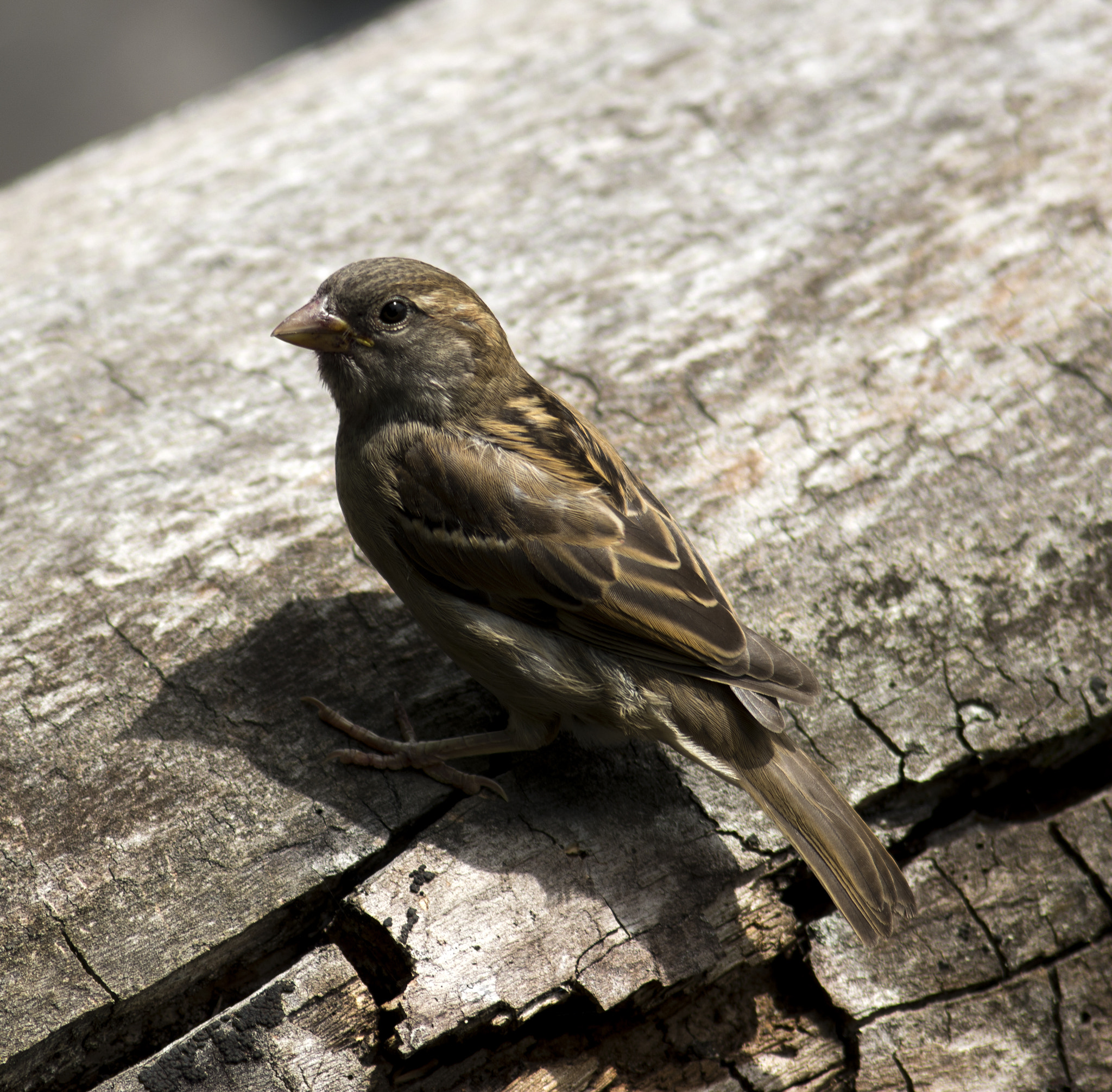 Nikon D7100 + AF Nikkor 180mm f/2.8 IF-ED sample photo. Little bird photography