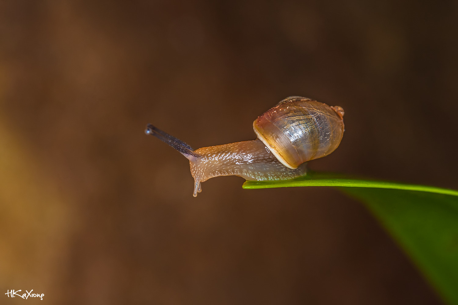 Canon EF-S 60mm F2.8 Macro USM sample photo. Little snail 2 photography