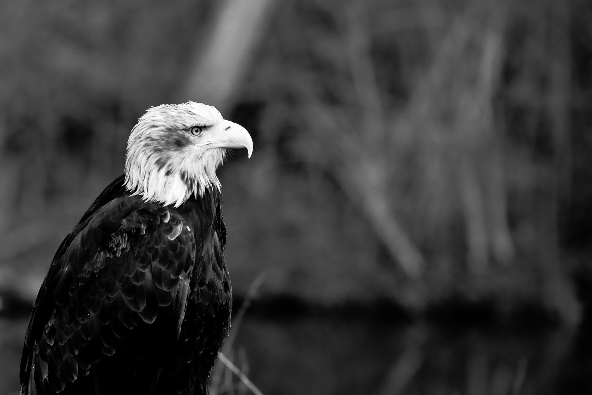 Sony a7R + 70-200mm F2.8 sample photo. Eagle photography