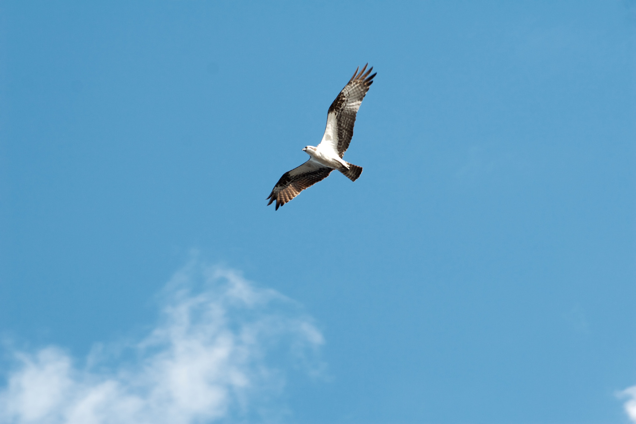 Canon EOS 30D + Canon EF 70-200mm F4L USM sample photo. Osprey in blue photography