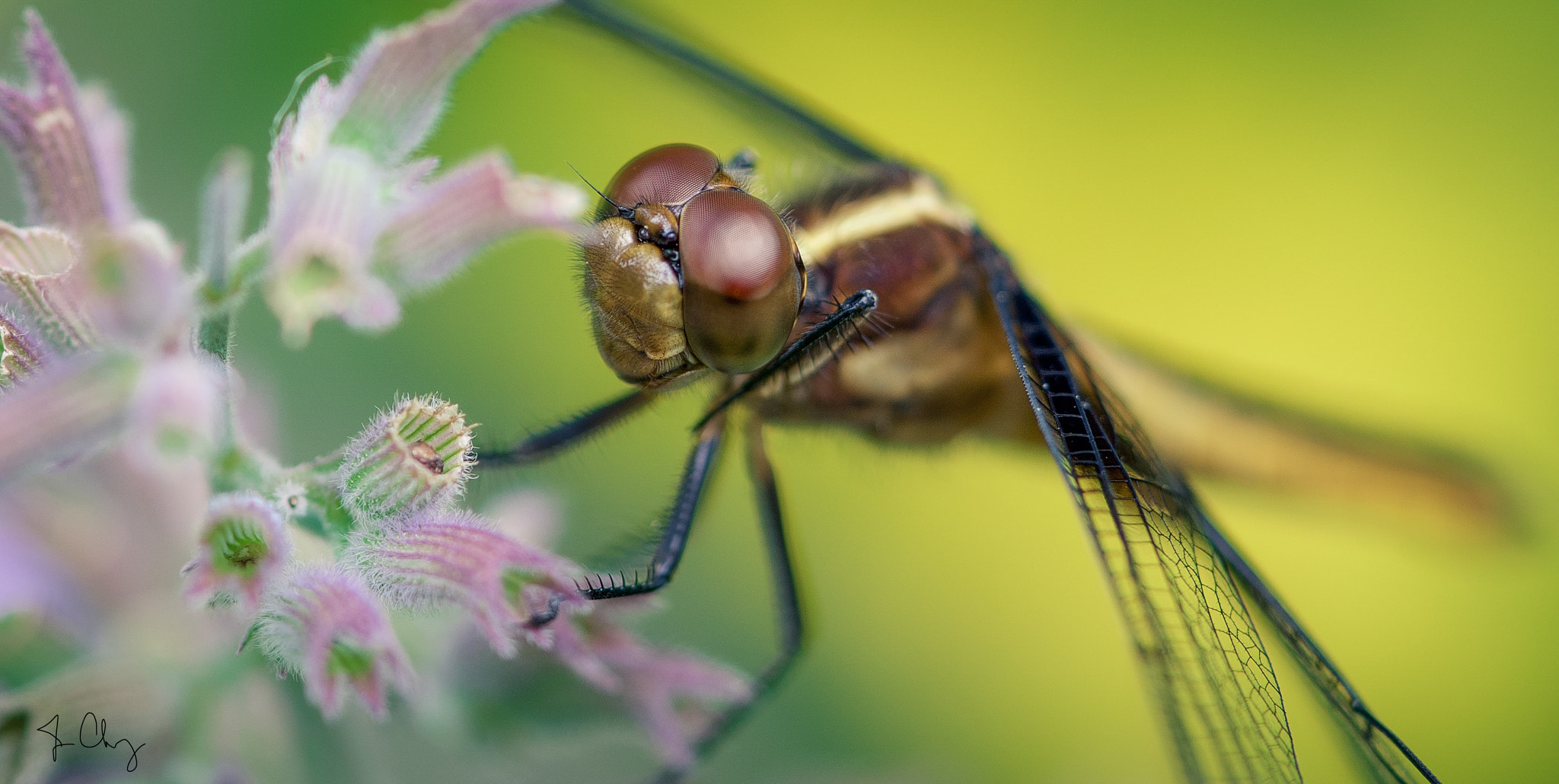 Sony a6000 + Sony FE 90mm F2.8 Macro G OSS sample photo. Dsc08173.jpg photography