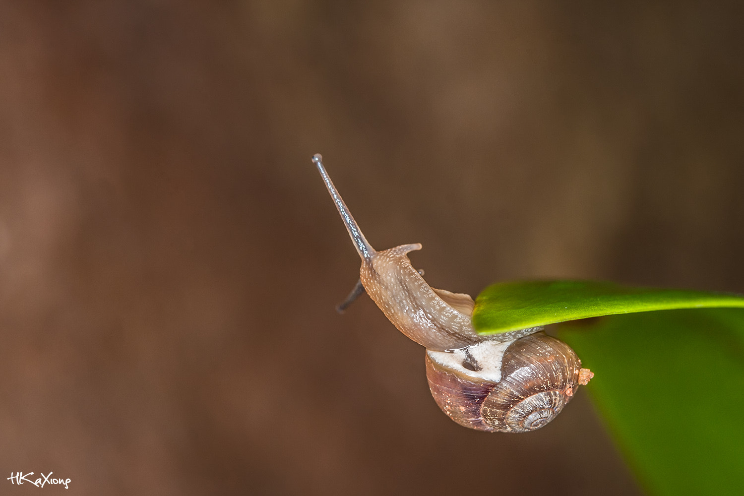 Canon EF-S 60mm F2.8 Macro USM sample photo. Little snail 3 photography