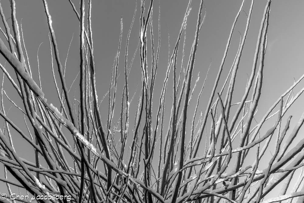 Canon EOS 550D (EOS Rebel T2i / EOS Kiss X4) sample photo. Snow-tree photography