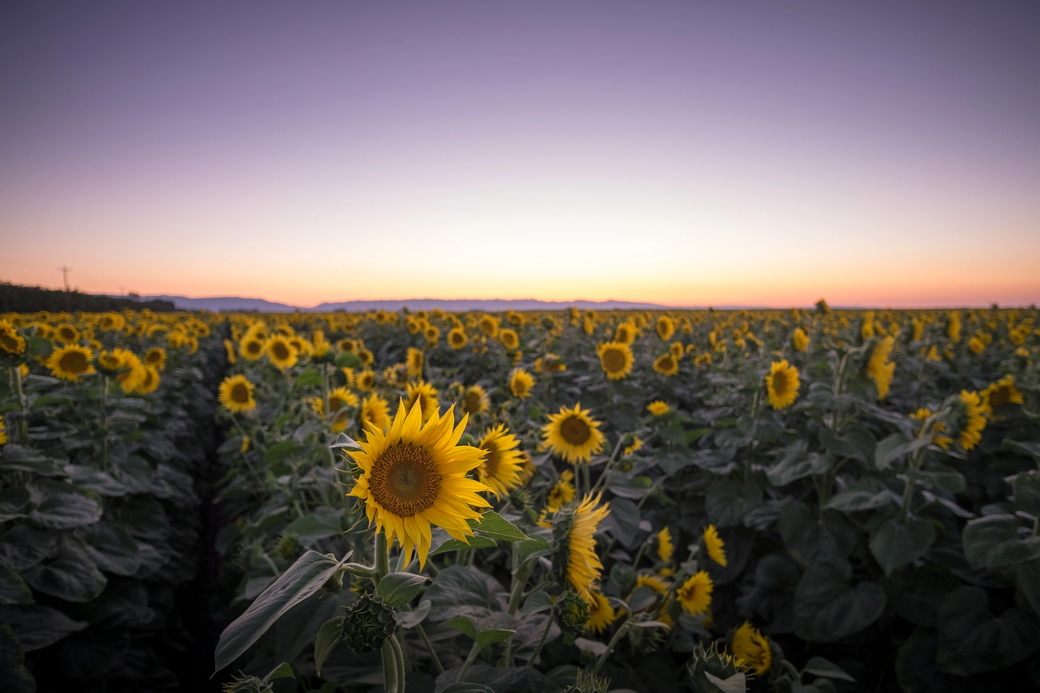 ZEISS Touit 12mm F2.8 sample photo. Sunflower sunset photography