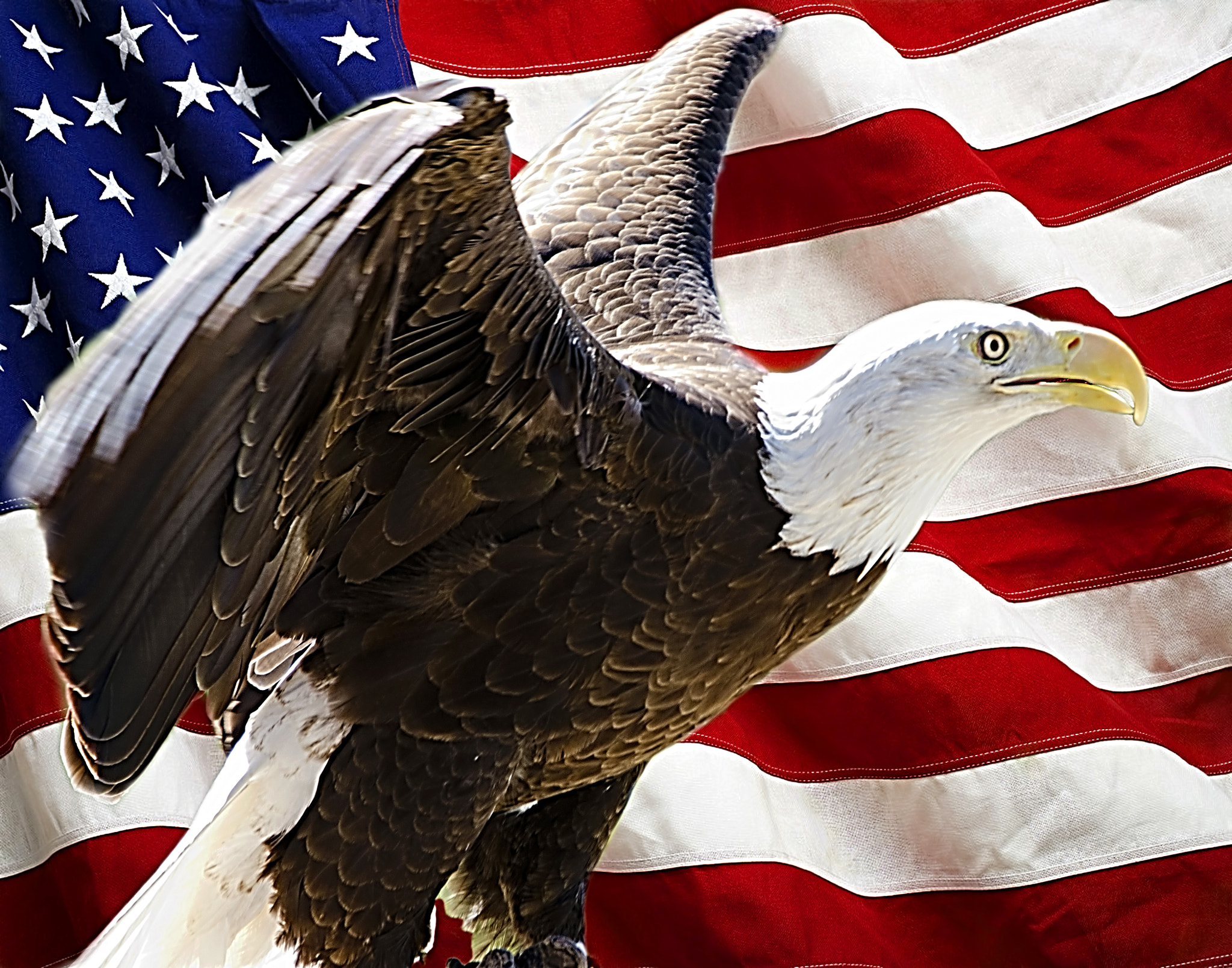 Sigma 50-500mm F4-6.3 EX APO RF HSM sample photo. American eagle photography