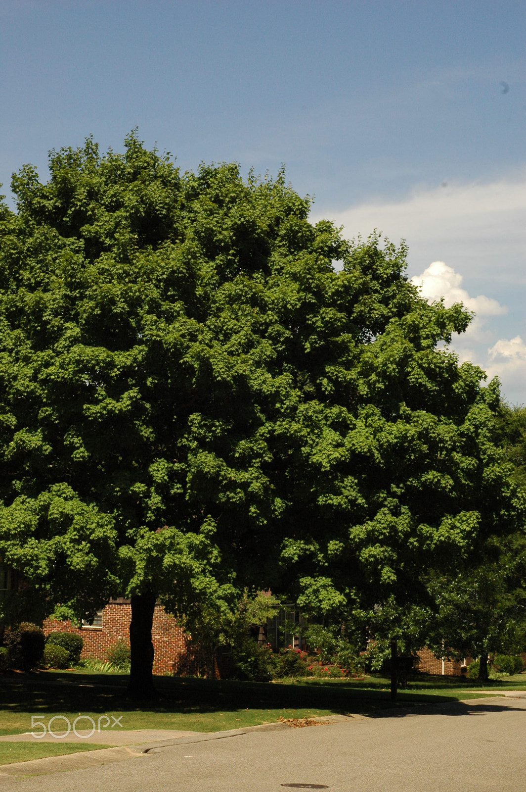 Nikon D70s + Nikon AF Nikkor 50mm F1.8D sample photo. Nature's canopy photography