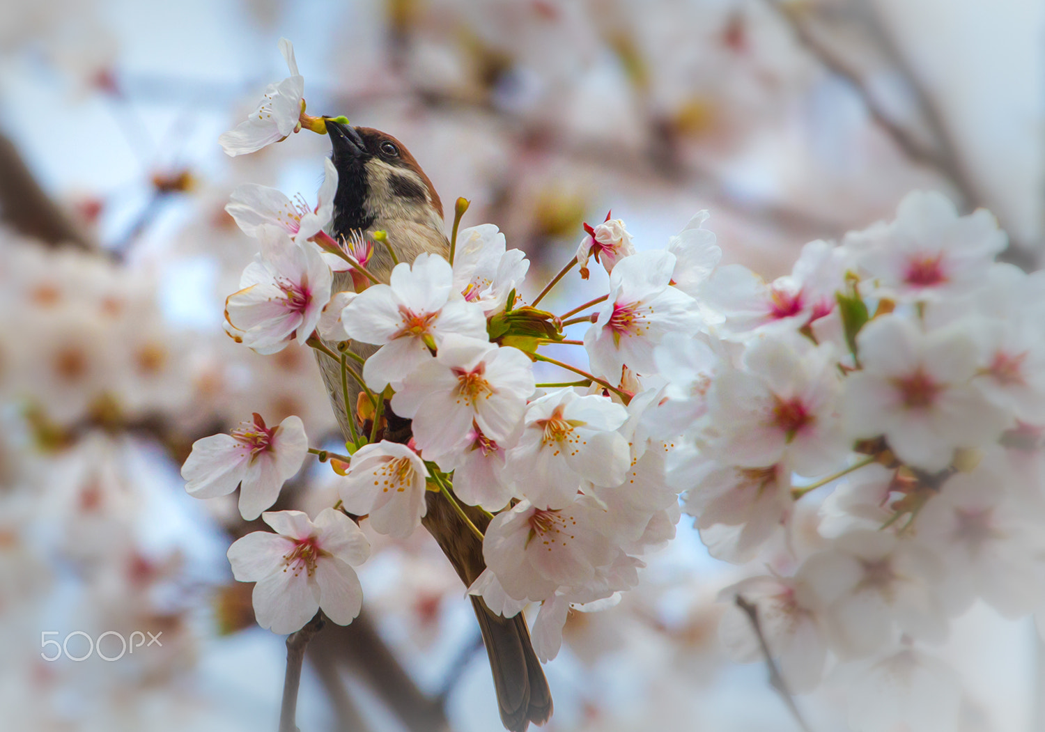 Canon EF 100-400mm F4.5-5.6L IS USM sample photo. Enjoy your meal ! photography