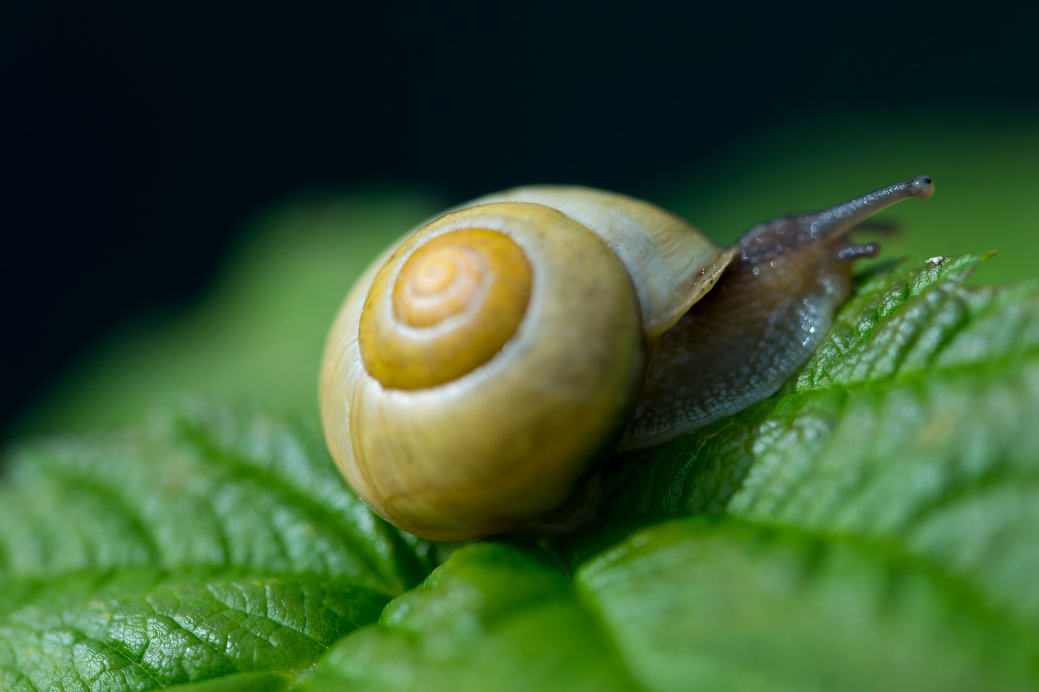 Sony a99 II + 90mm F2.8 Macro SSM sample photo. Snail photography