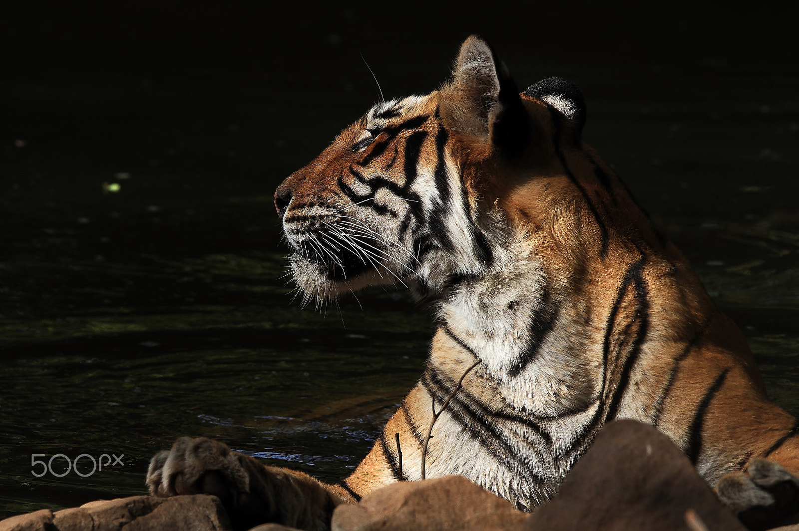 Canon EOS 7D + Canon EF 400mm F2.8L IS II USM sample photo. Royal bengal tiger side ways portrait photography