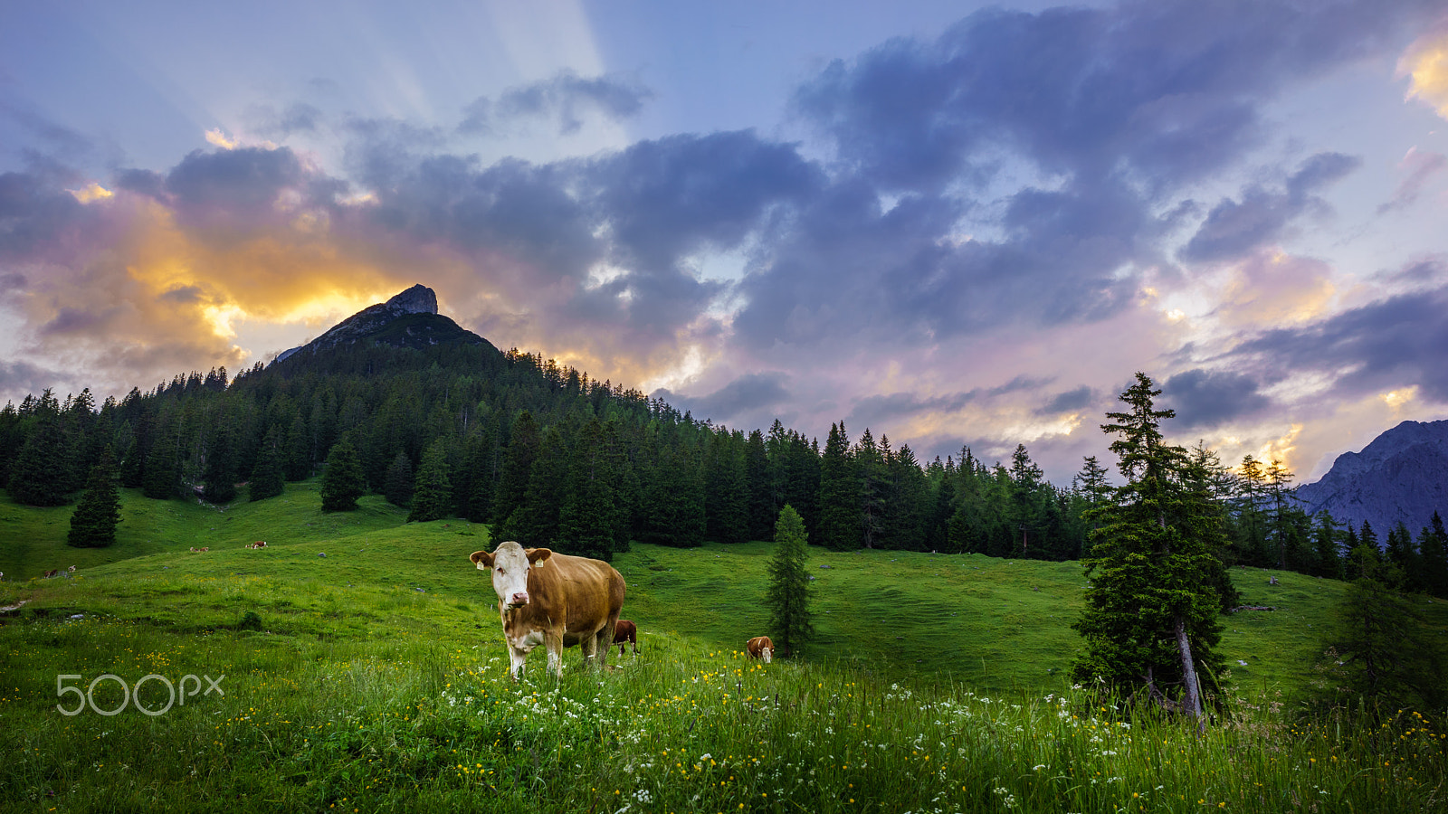 Sony a7R + E 21mm F2.8 sample photo. Alpine beef photography