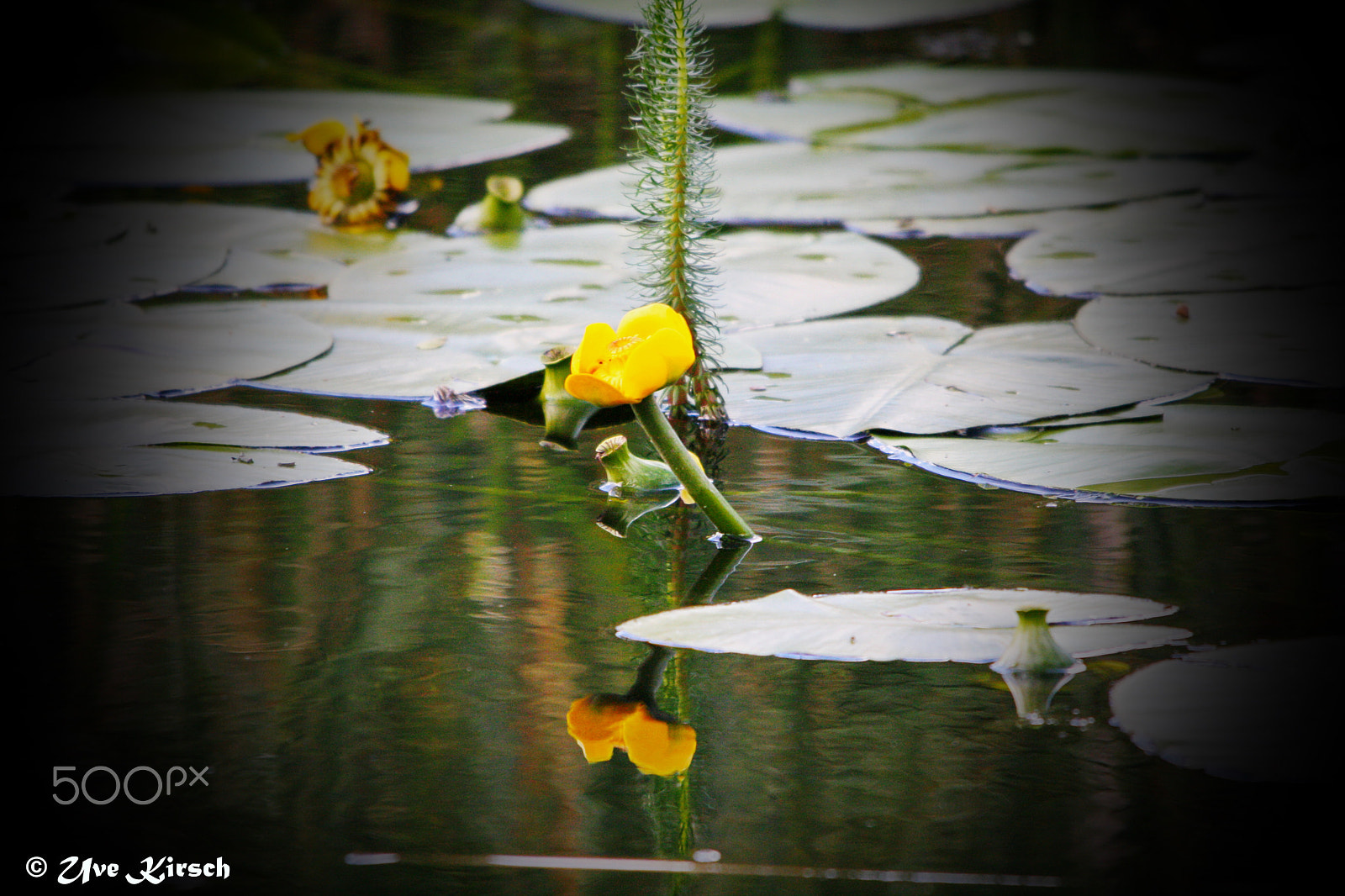 Canon EOS 1000D (EOS Digital Rebel XS / EOS Kiss F) + Sigma 150-500mm F5-6.3 DG OS HSM sample photo. Yellow water-lily (nuphar lutea) photography