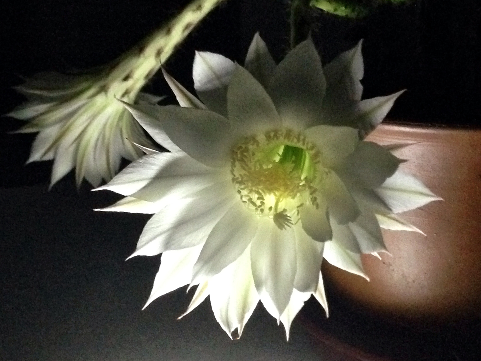 Apple iPhone5,2 sample photo. Flower of ball cactus 仙人球花 photography