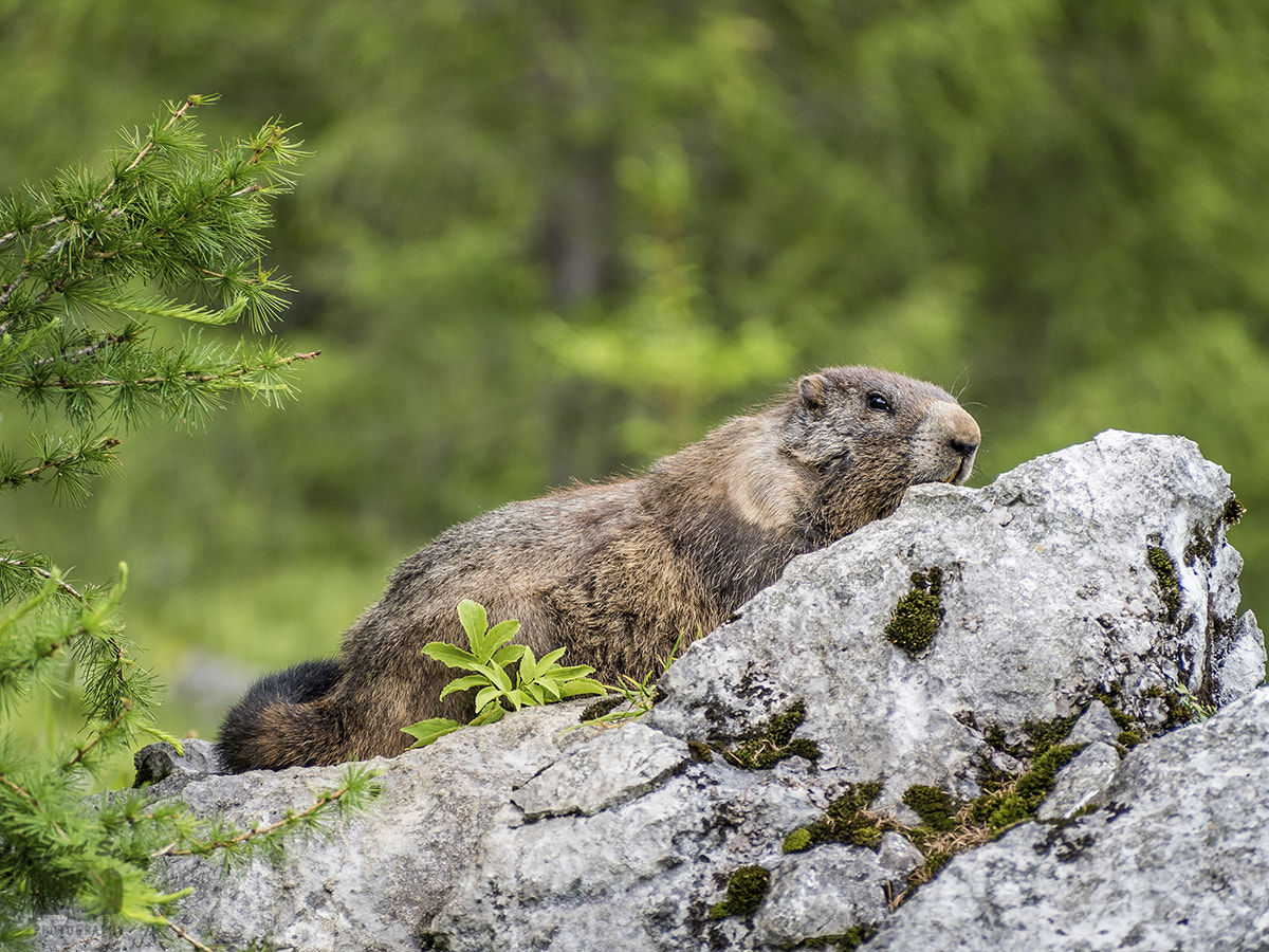Olympus PEN E-PL7 sample photo. Marmot photography