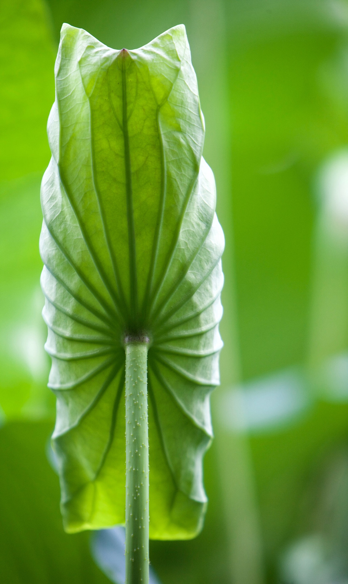 Canon EF 70-200mm F2.8L IS USM sample photo. Lotus photography