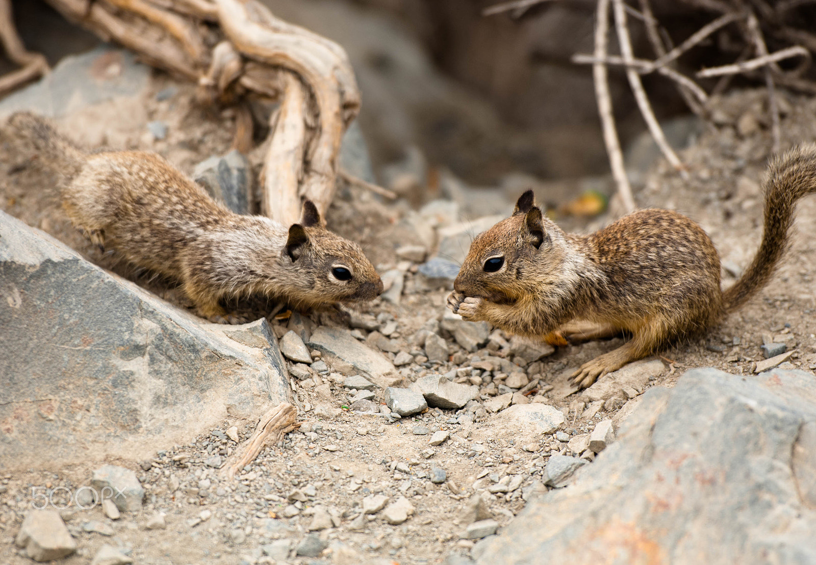 Nikon D2X sample photo. Squirrels photography