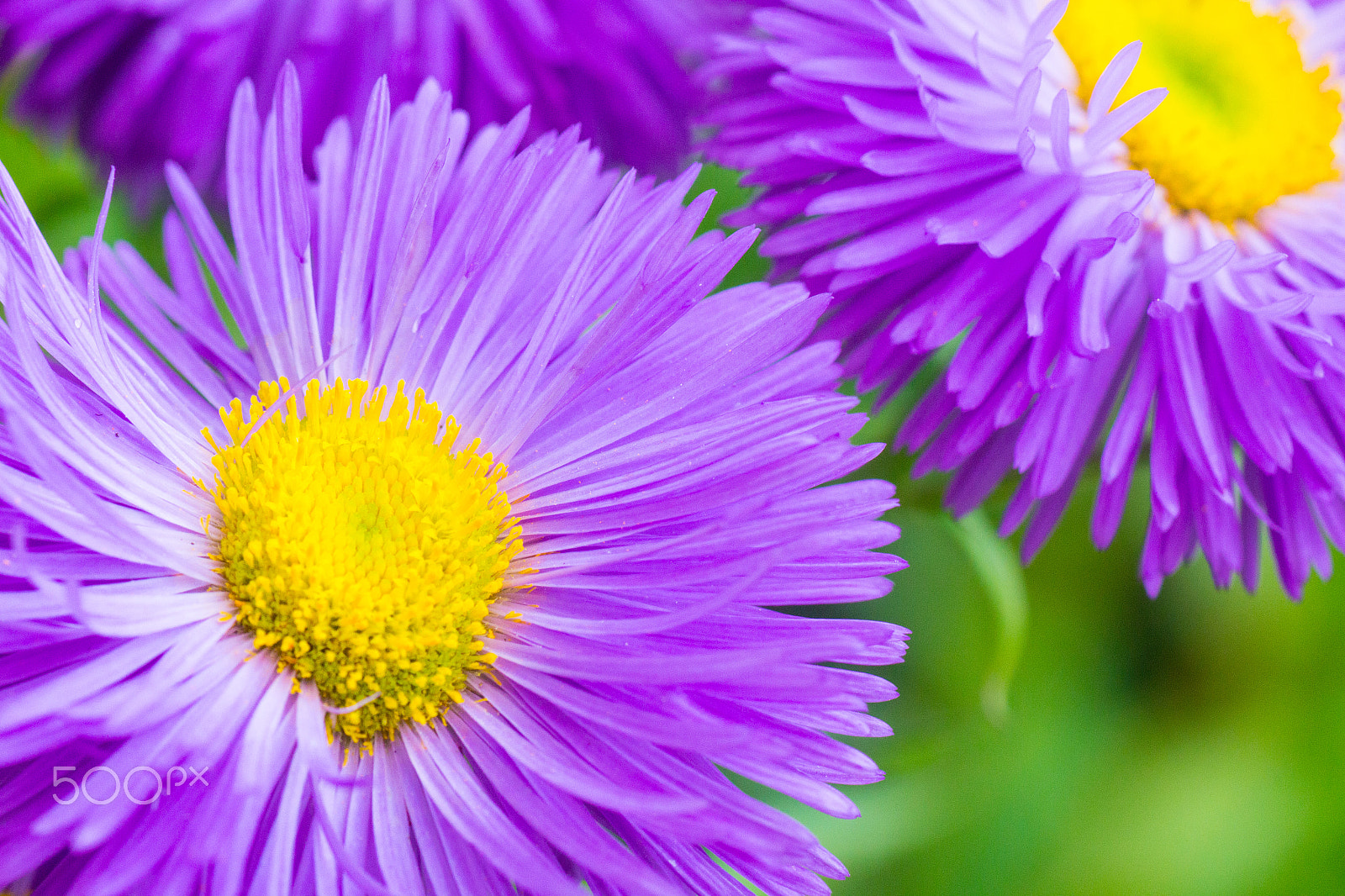 Canon EOS 1200D (EOS Rebel T5 / EOS Kiss X70 / EOS Hi) + Tamron SP AF 90mm F2.8 Di Macro sample photo. Purple & yellow asters photography