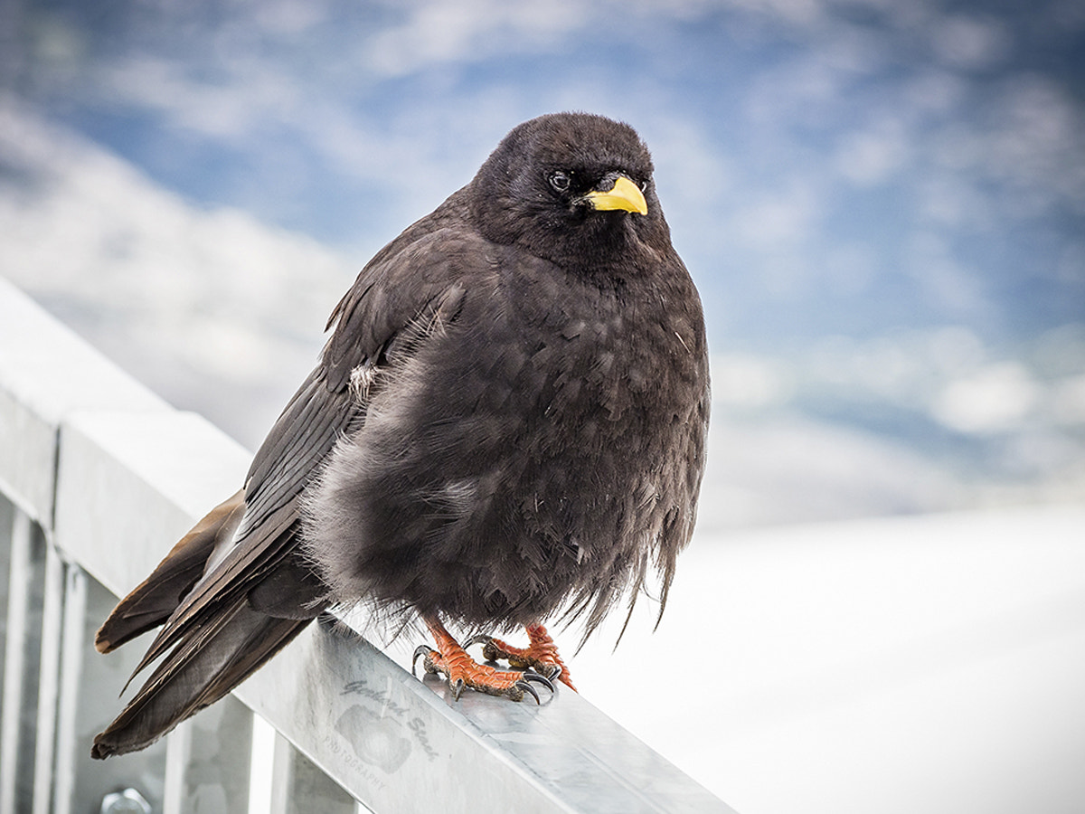 Olympus PEN E-PL7 sample photo. Bird photography