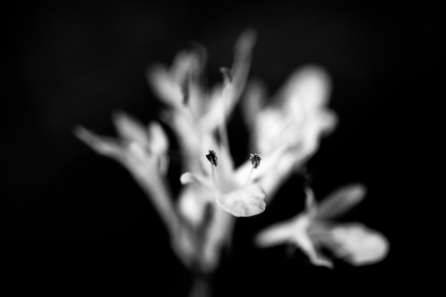 MACRO 50mm F2.8 sample photo. Pistils photography