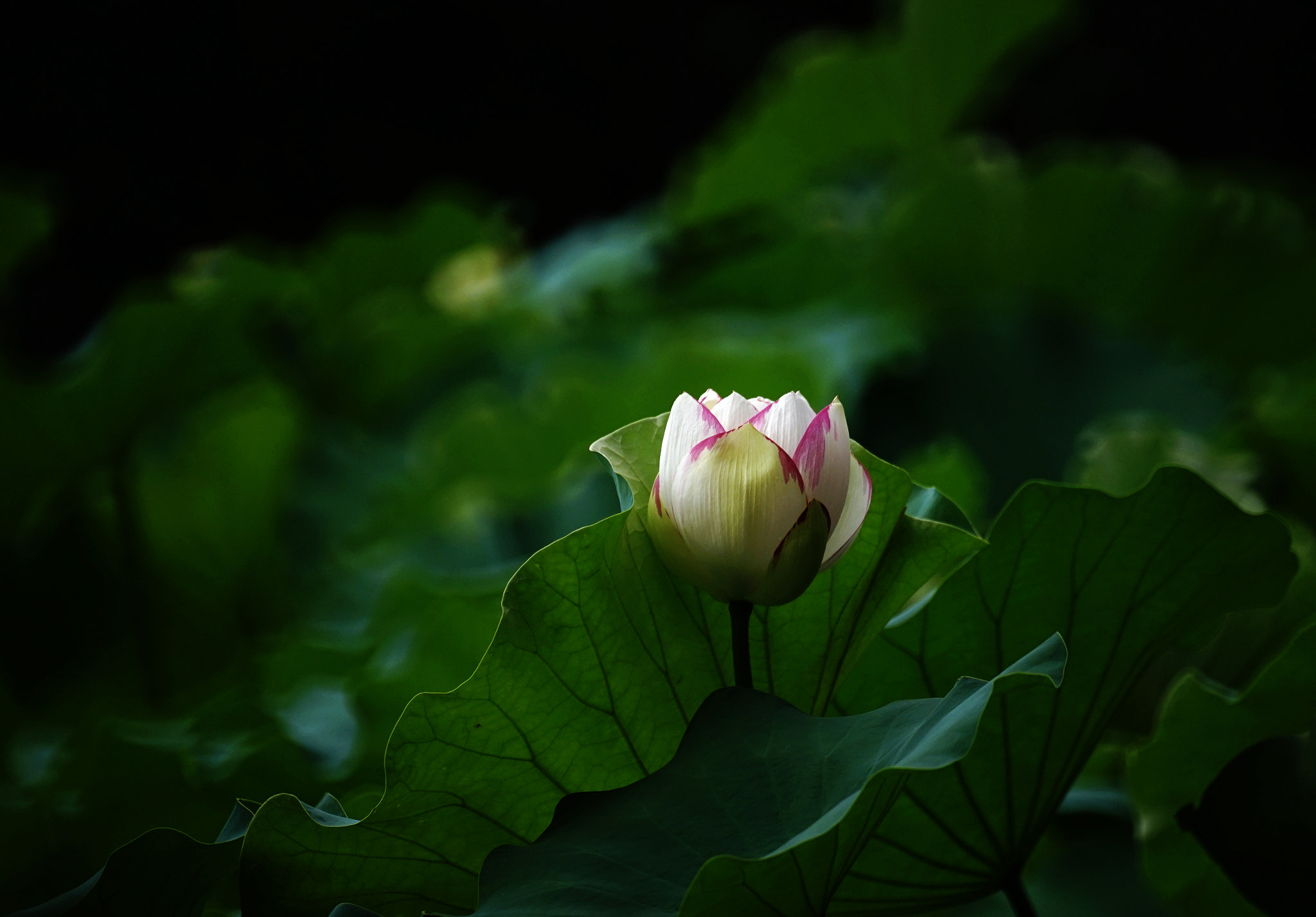 Sony a7 II + Sony 500mm F8 Reflex sample photo. Untitled photography