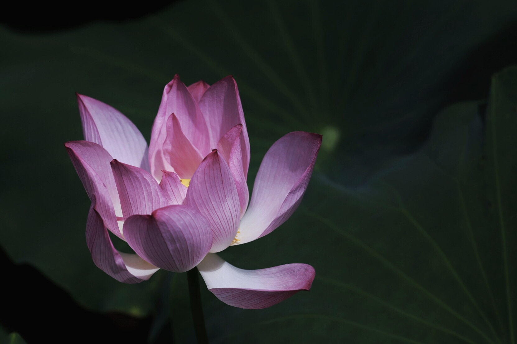 Canon EF 70-200mm F4L USM sample photo