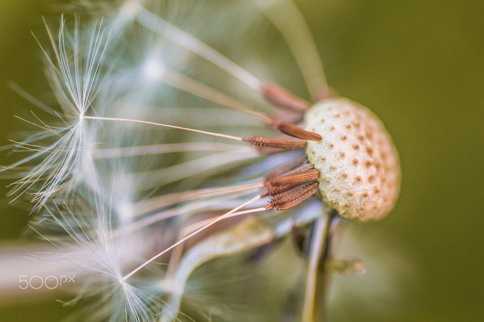 Canon EOS 1200D (EOS Rebel T5 / EOS Kiss X70 / EOS Hi) + Tamron SP AF 90mm F2.8 Di Macro sample photo. Dandelion seed in the breeze photography