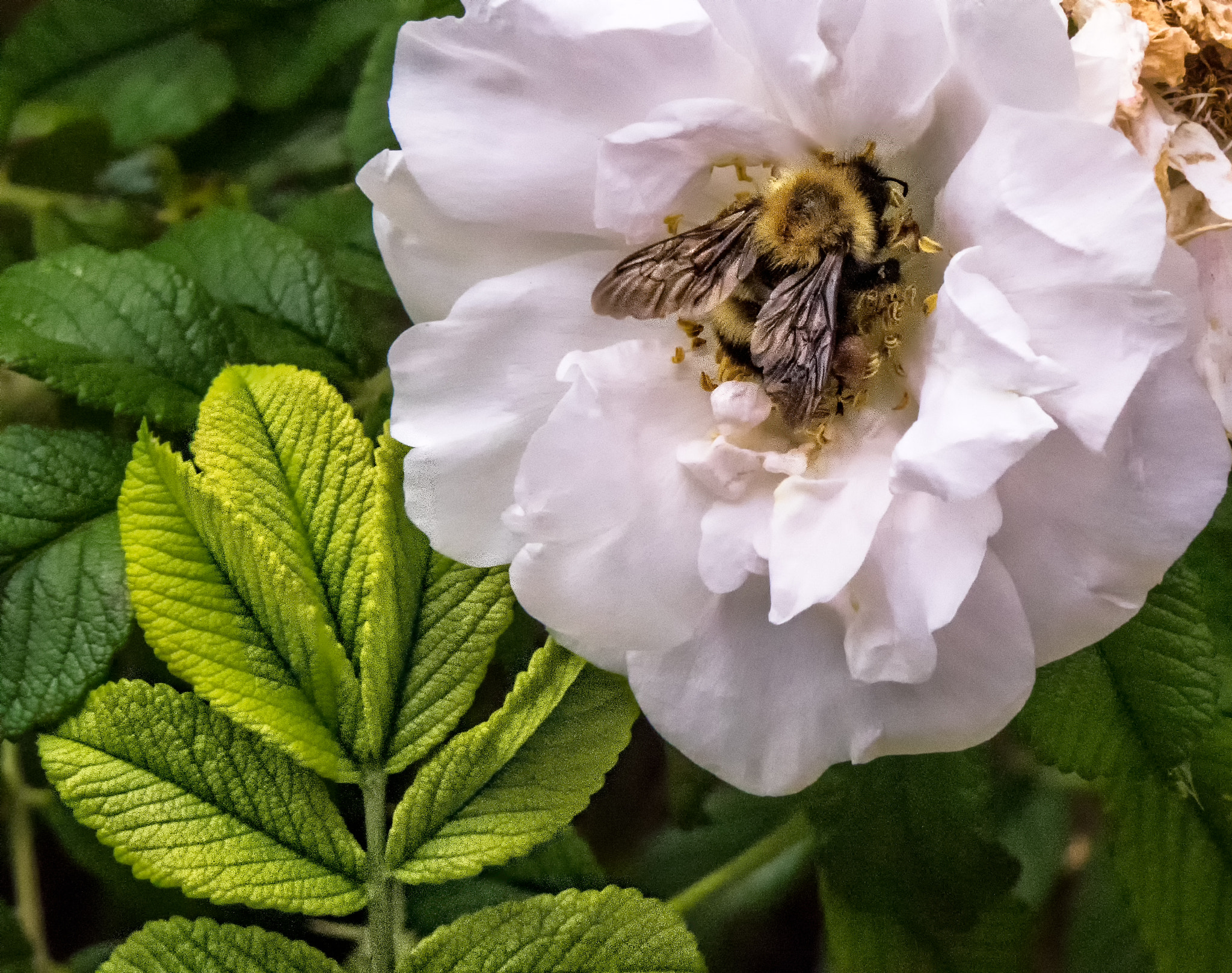 Olympus OM-D E-M1 + Panasonic Lumix G Vario 45-200mm F4-5.6 OIS sample photo. Bee in pink with green photography