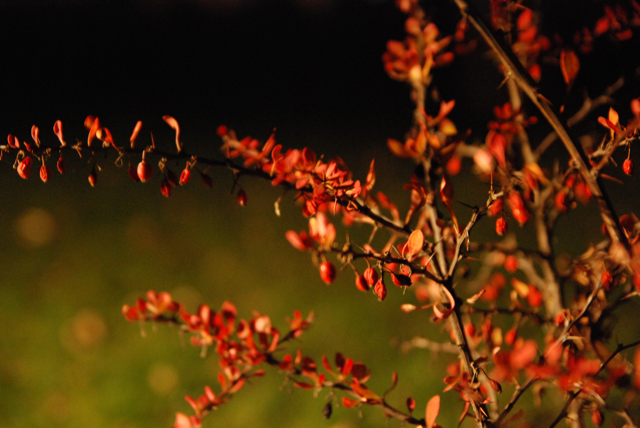 Nikon D80 sample photo. * * * photography