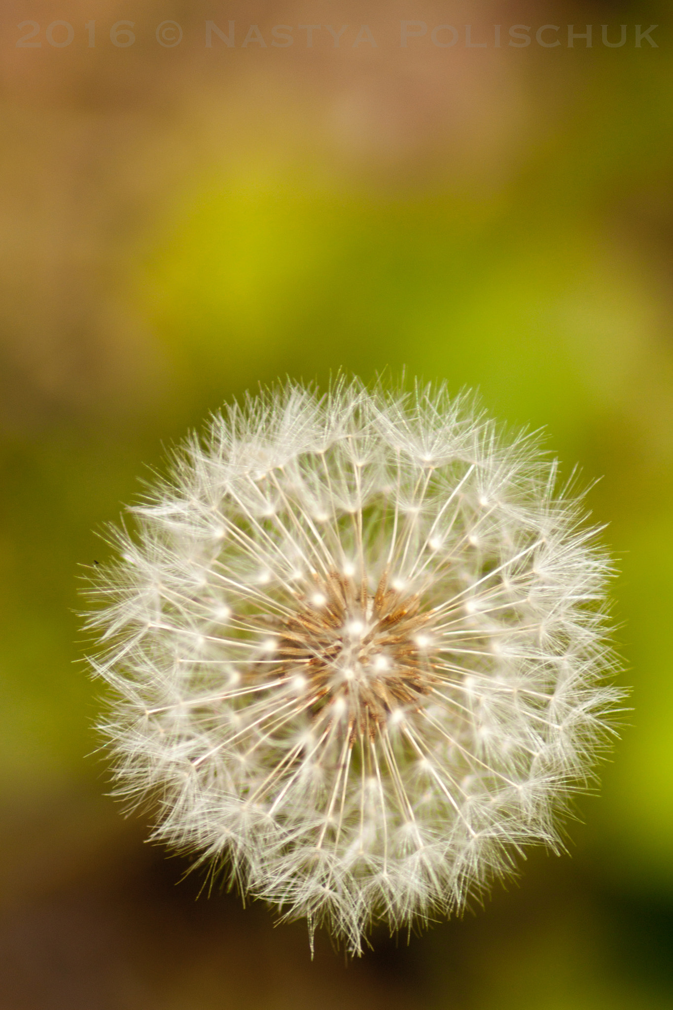Canon EOS 500D (EOS Rebel T1i / EOS Kiss X3) sample photo. Dandelion photography