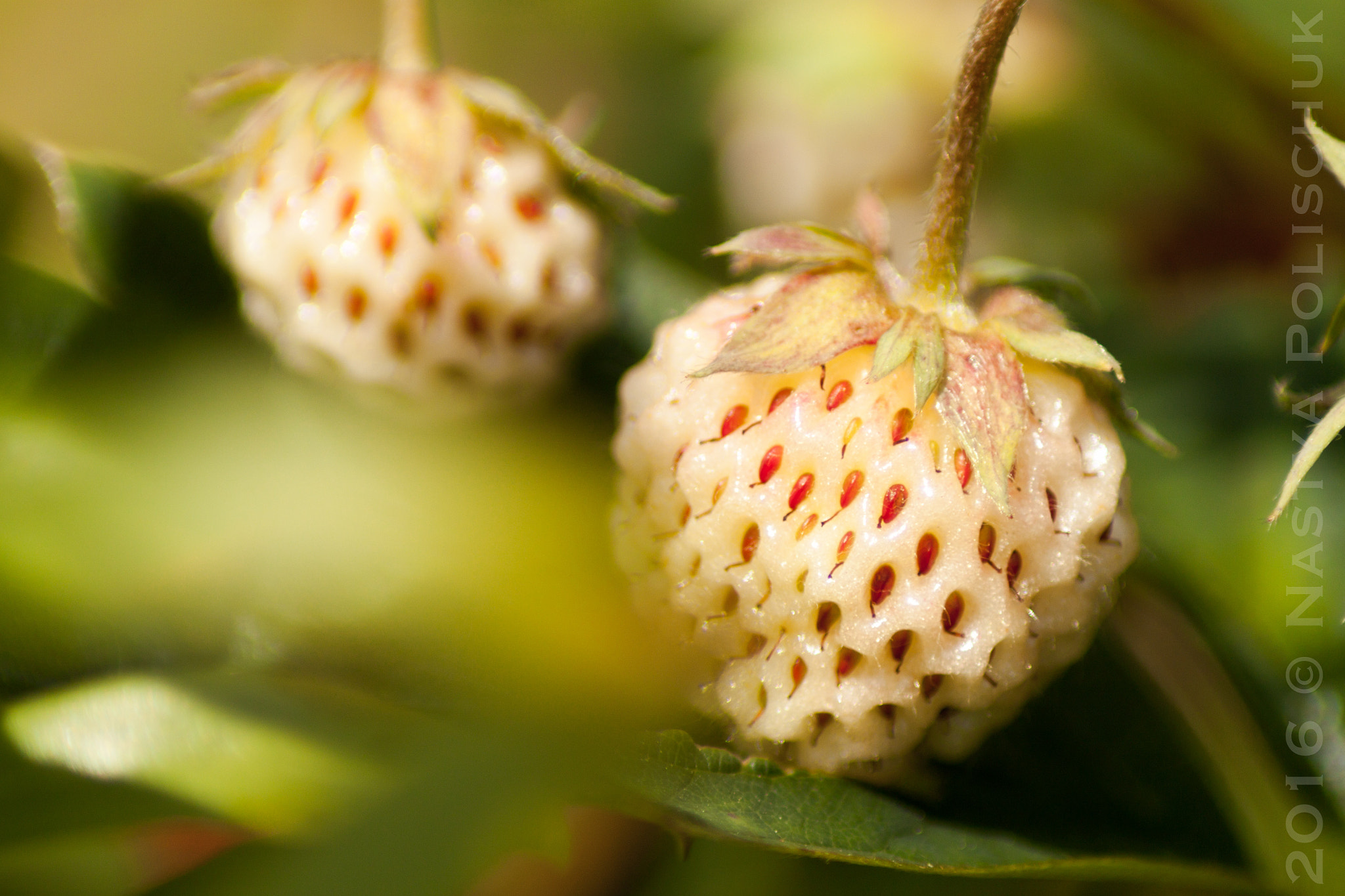 Canon EOS 500D (EOS Rebel T1i / EOS Kiss X3) sample photo. White strawberry photography