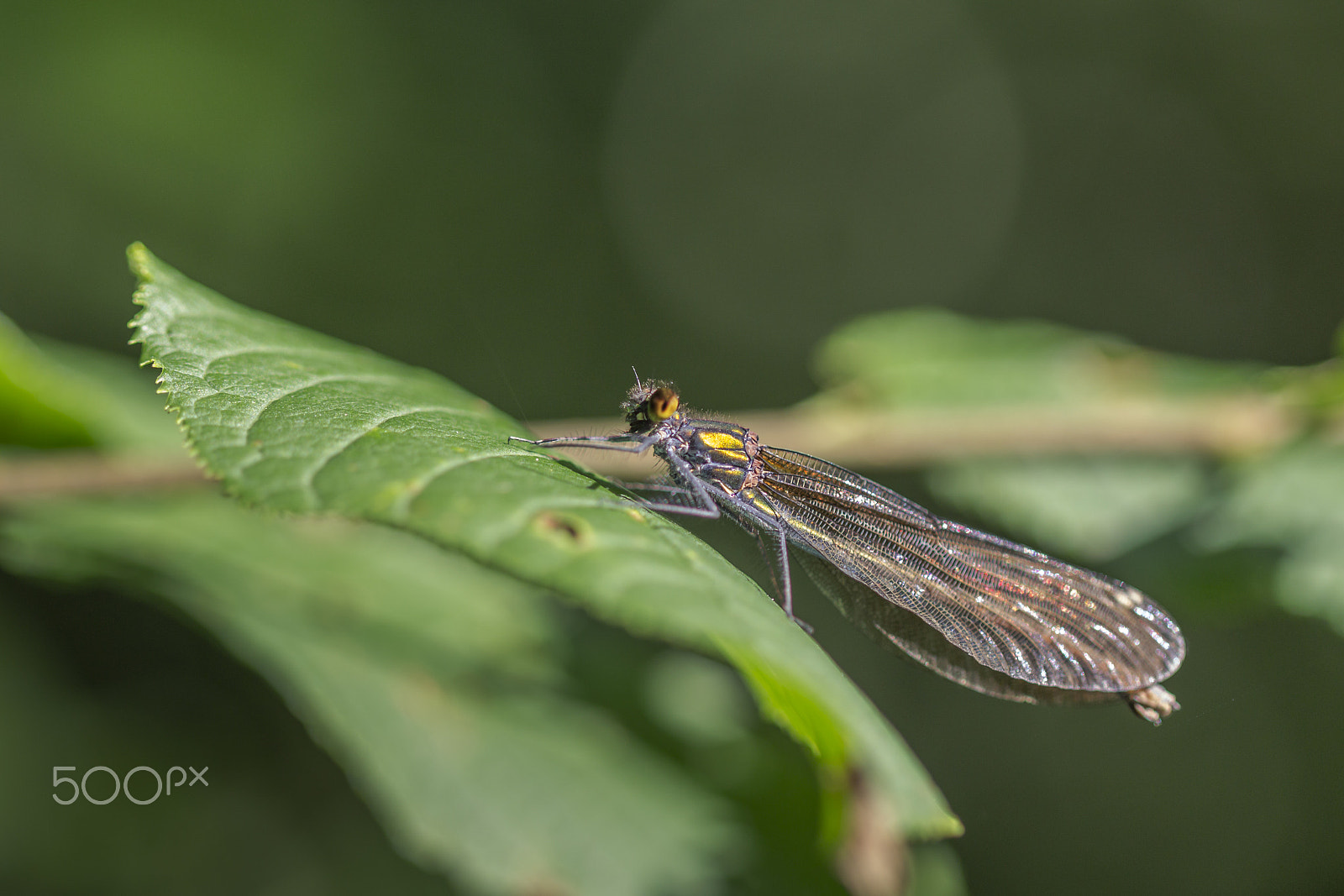 Canon EF 100mm F2.8 Macro USM sample photo. Blauflügel prachtlibelle photography