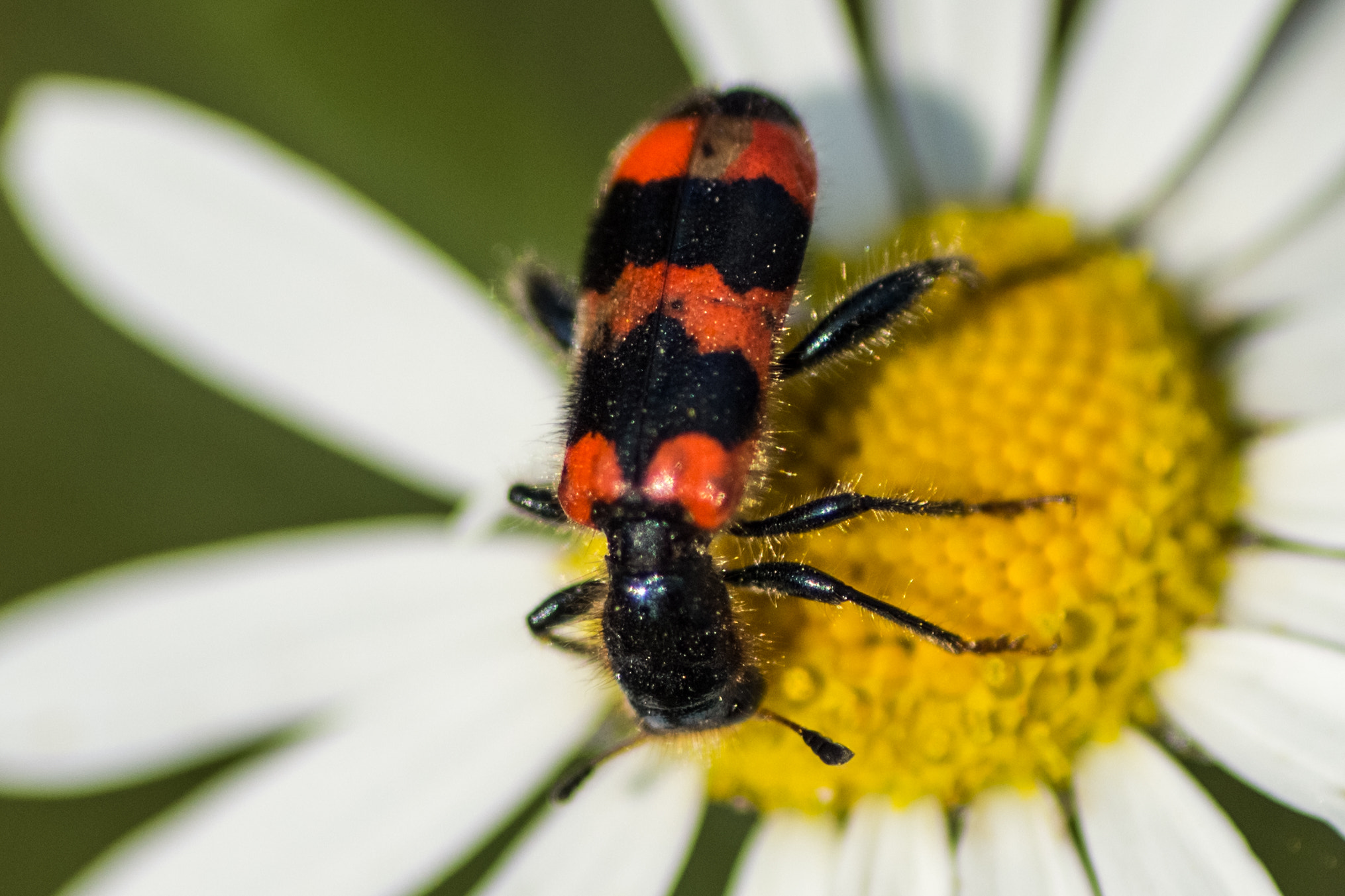 Canon EOS 700D (EOS Rebel T5i / EOS Kiss X7i) + Tamron SP AF 90mm F2.8 Di Macro sample photo. Beetle photography