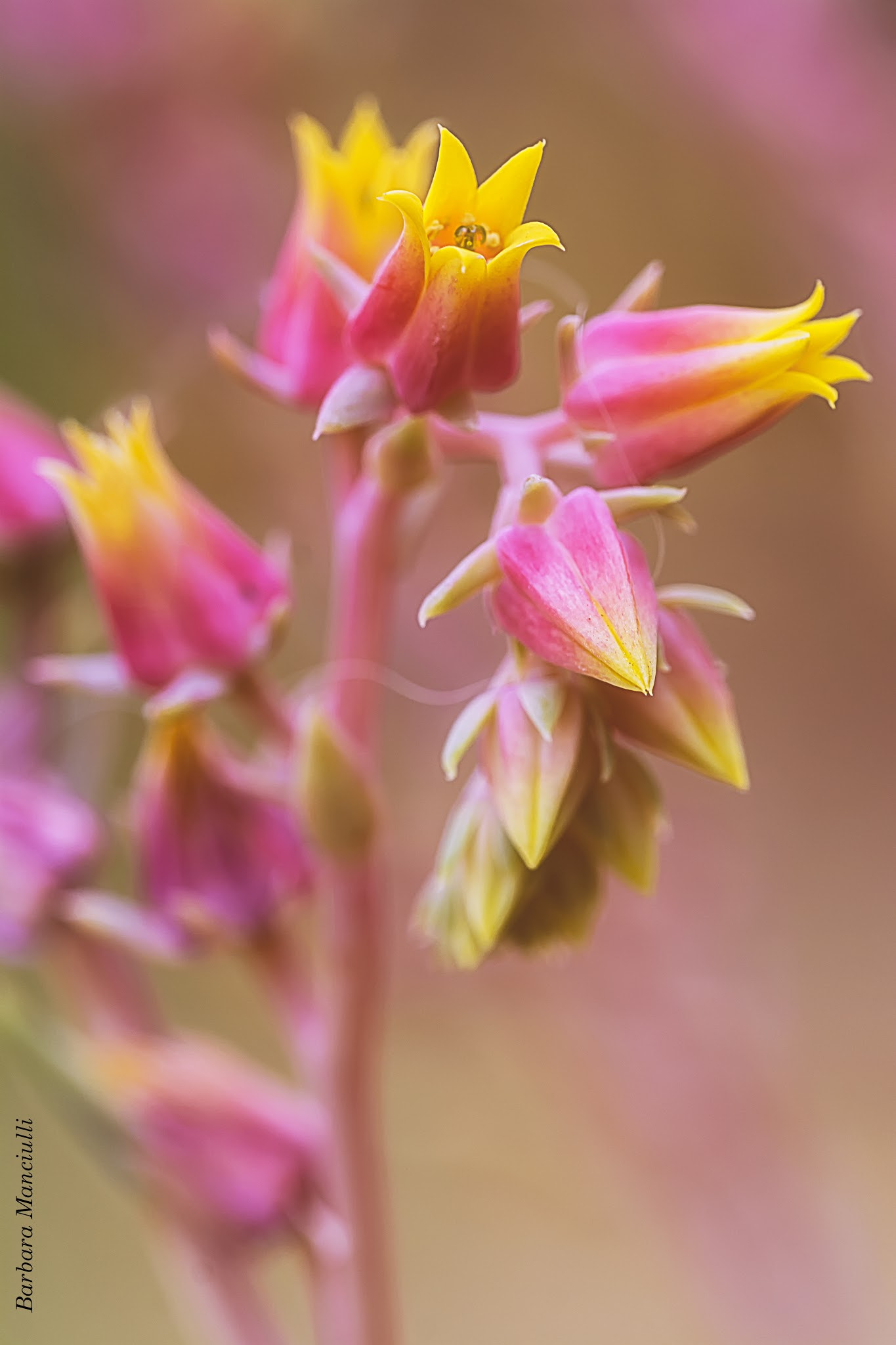 Sigma 150mm F2.8 EX DG OS Macro HSM sample photo. Un bel connubio : rosa e giallo photography