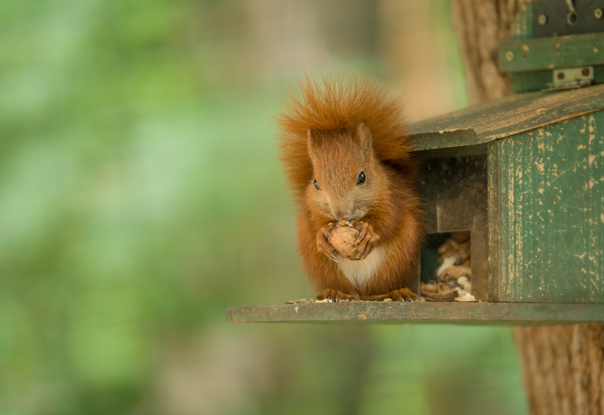Nikon AF-S Nikkor 70-200mm F2.8G ED VR II sample photo. Eichhörnchen photography