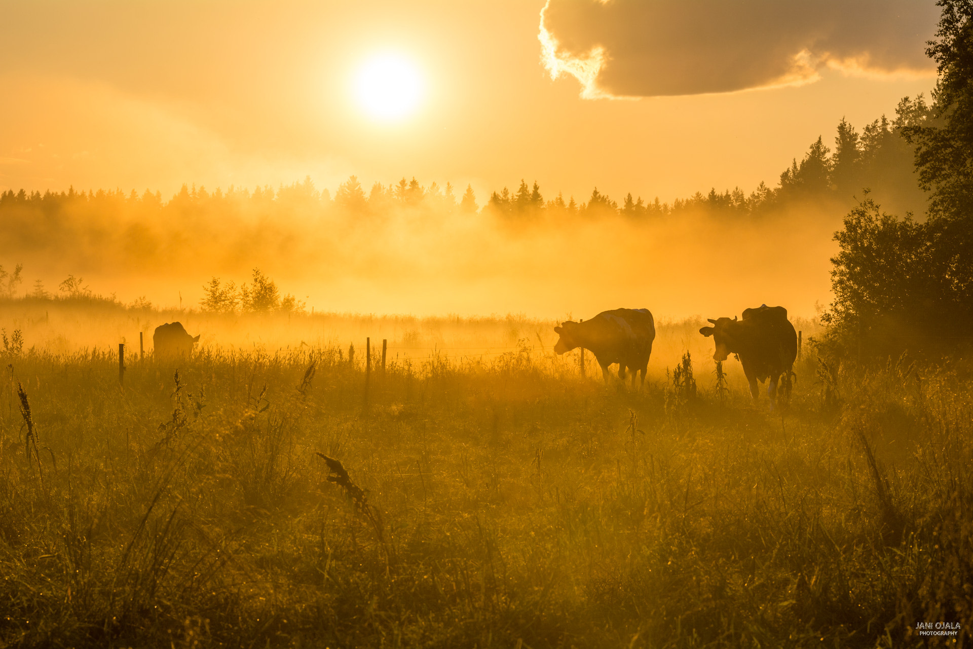Nikon AF-S Nikkor 70-200mm F2.8G ED VR II sample photo. Golden cow photography