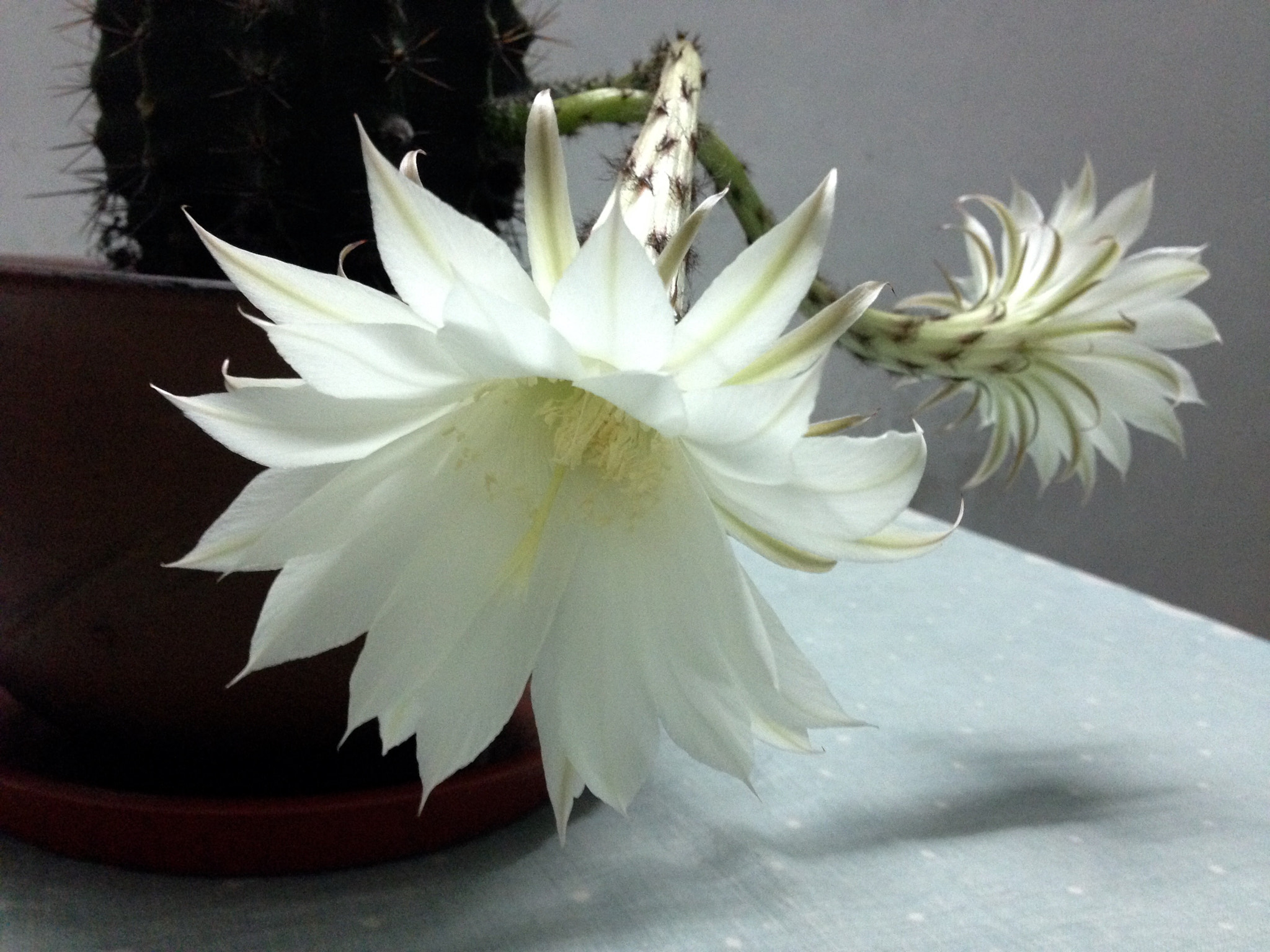 Apple iPhone5,2 sample photo. The flower of ball cactus 仙人球花 photography