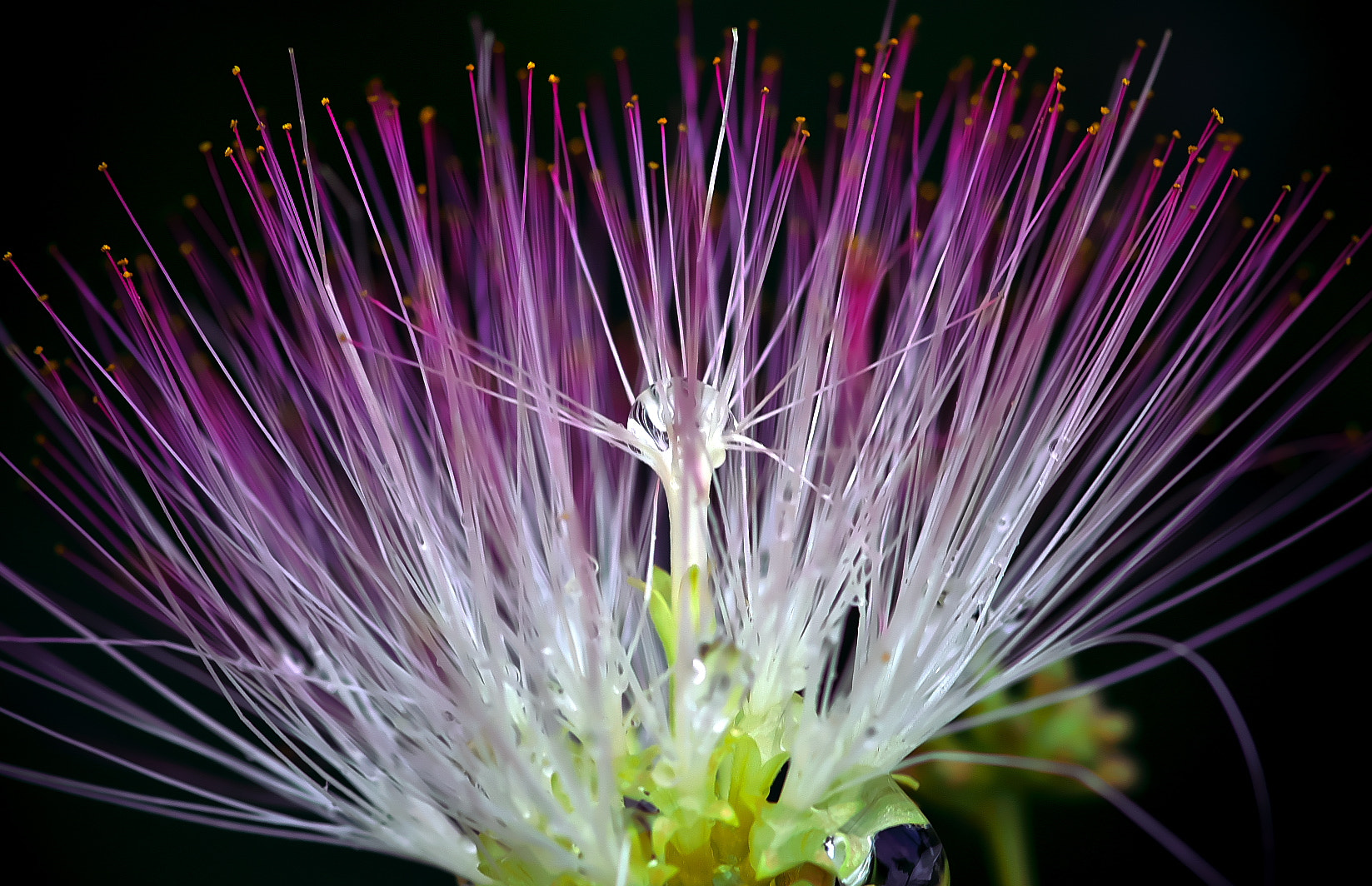 Pentax K-50 + Pentax smc D-FA 100mm F2.8 Macro WR sample photo. Tree of nemu（合歓の木） photography