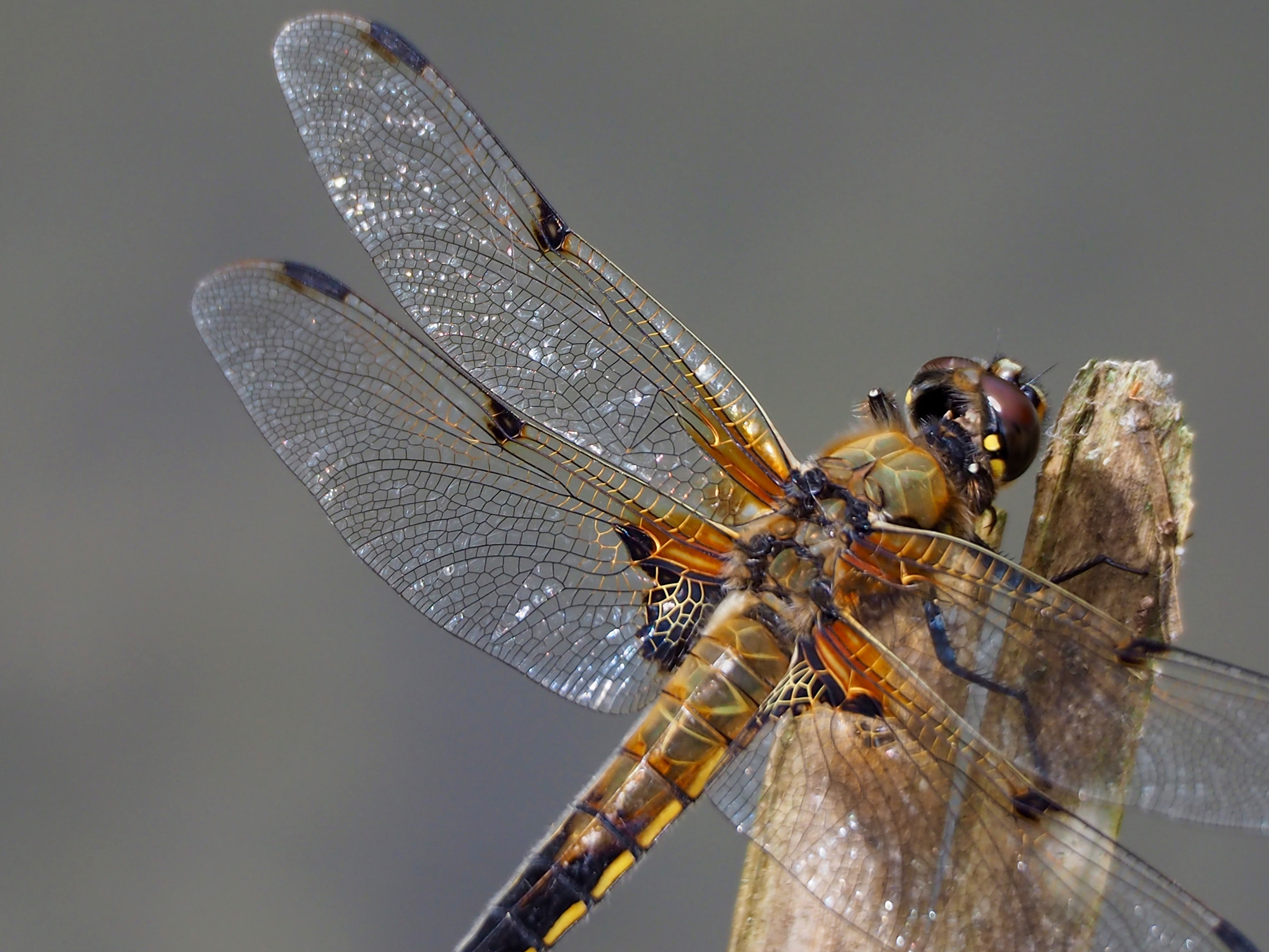 Olympus OM-D E-M10 sample photo. Dragonfly on a summer day photography